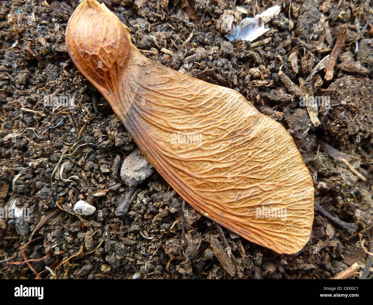 A Sycamore Key Stock Photo - Alamy
