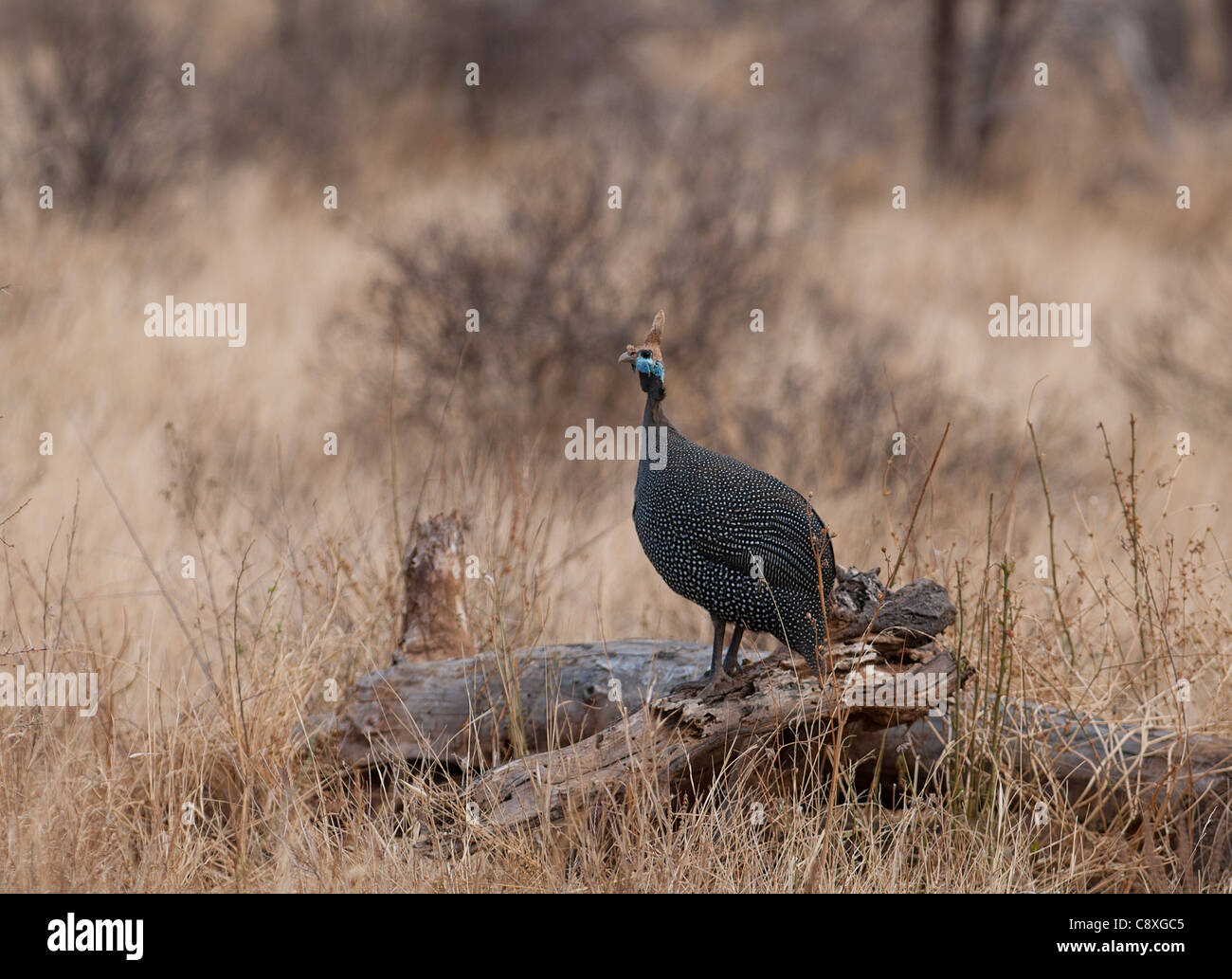 Helmeted Guineafowl Numida meleagris Samburu Kenya Stock Photo