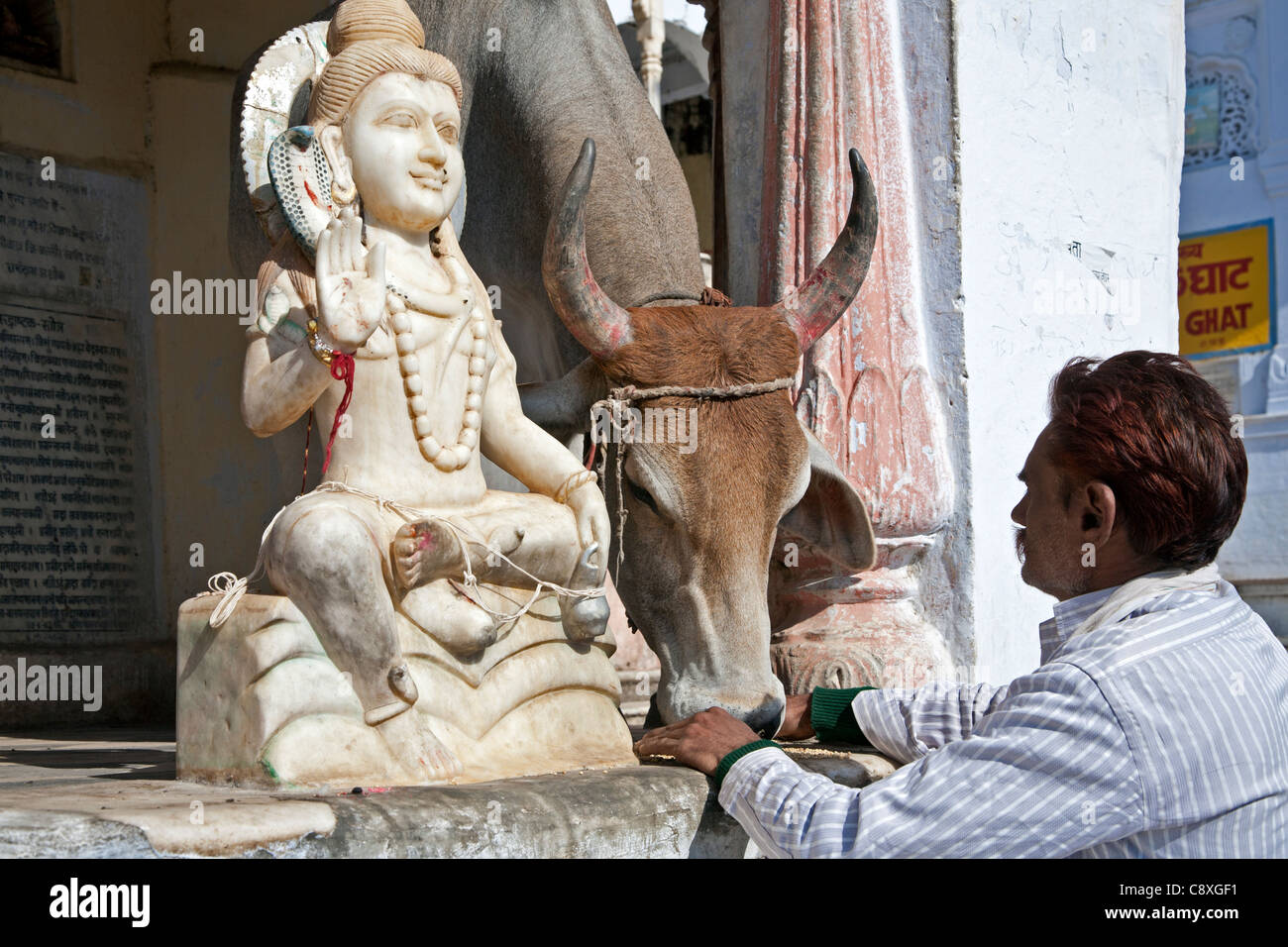 Man worshiping a cow. Pushkar. Rajasthan. India Stock Photo