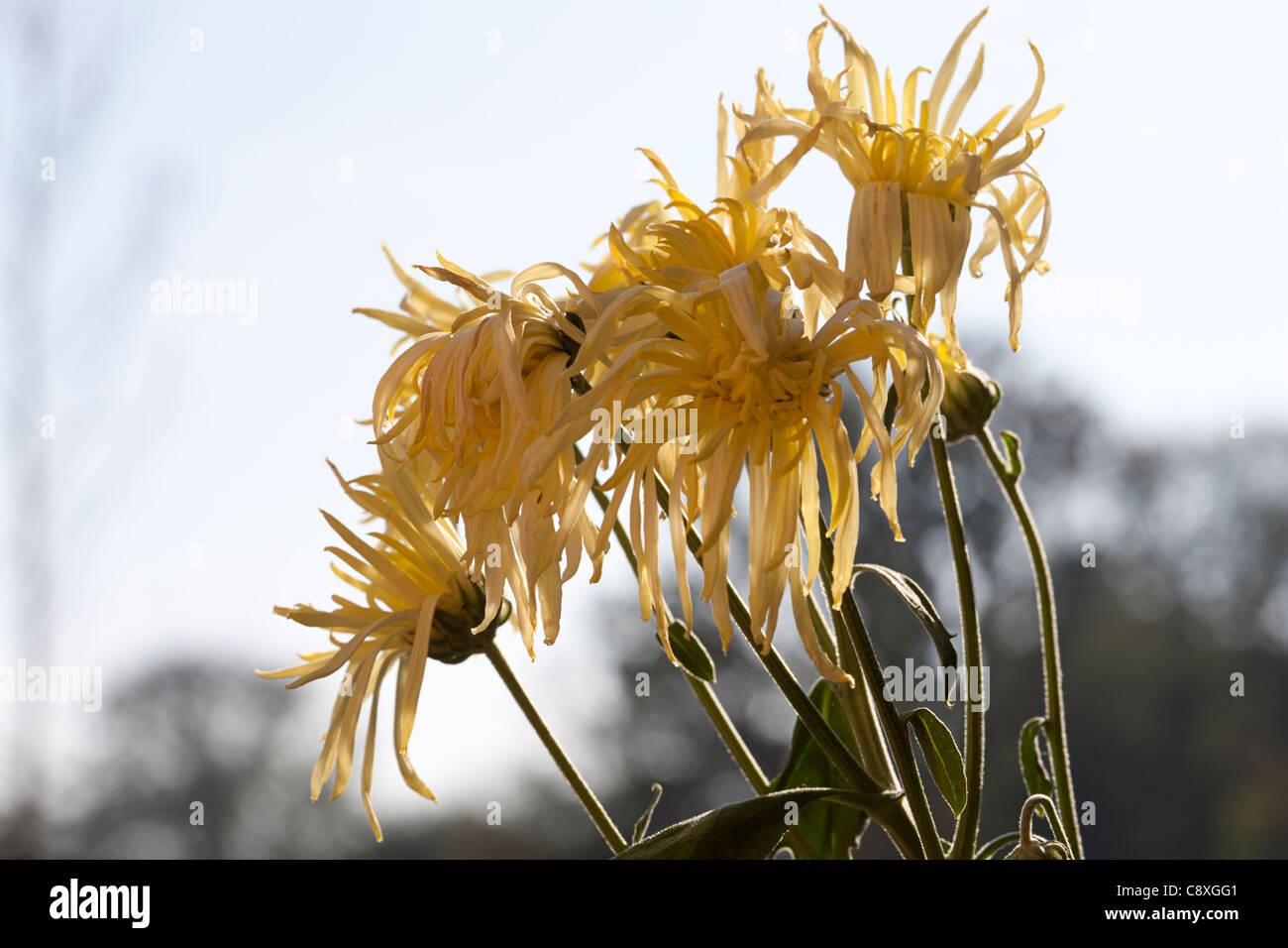 Dying cream colored Chrysanthemum, Alblasserdam, Holland Stock Photo