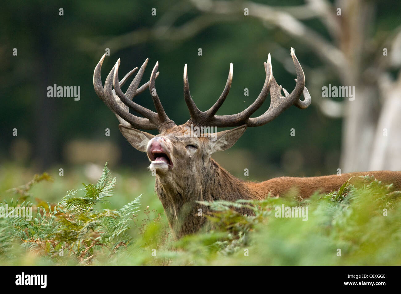 Red deer rutting Stock Photo - Alamy
