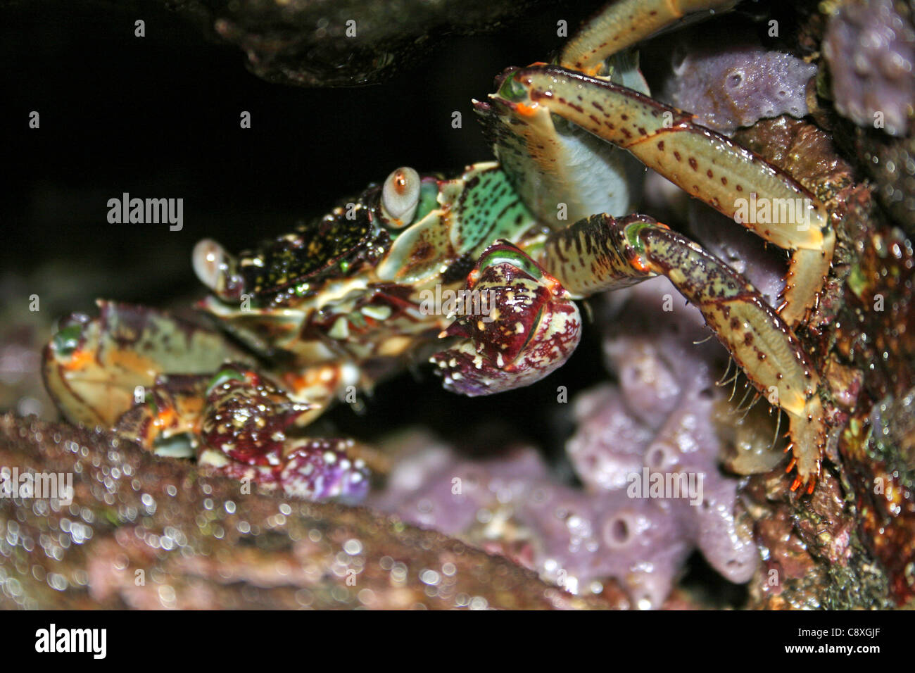 Brightly Coloured Crab Hiding In A Rock Pool Crevice On Bali Stock Photo