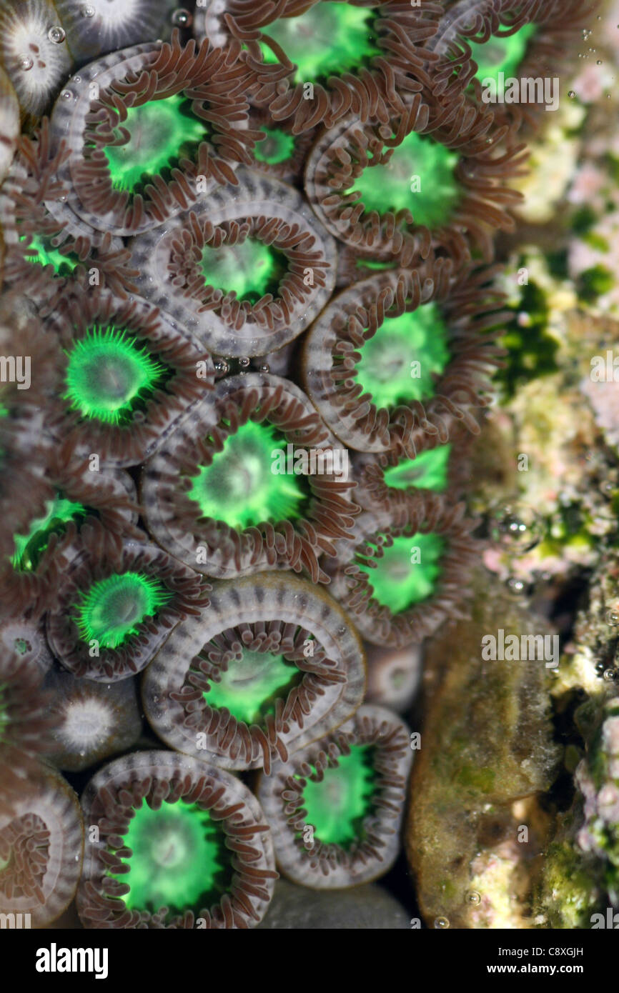 Green Coloured Coral Polyps Stock Photo