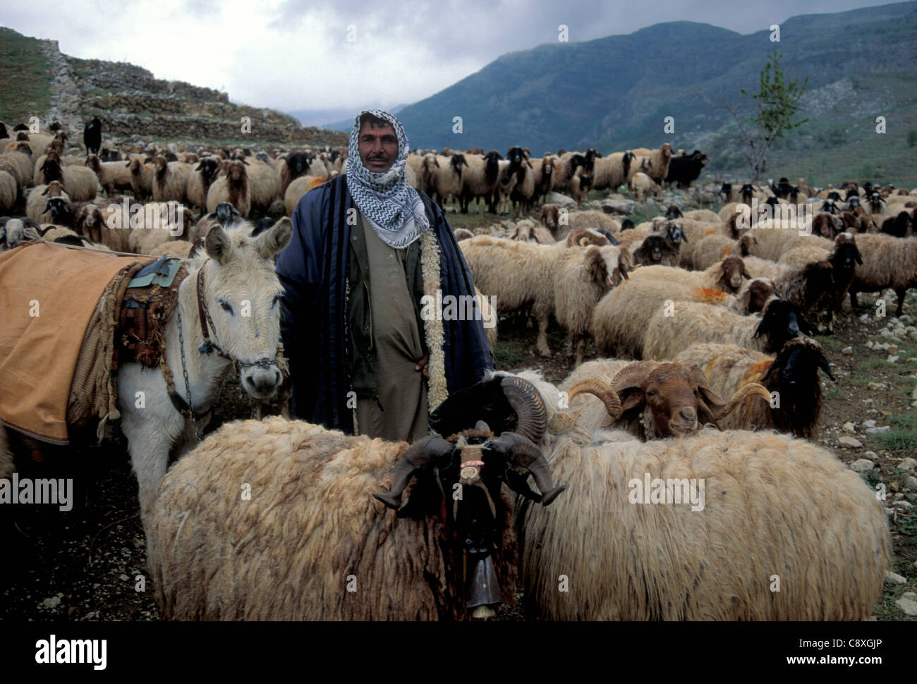 A Bedouin shepherd and sheep in the Chouf Mountains of Lebanon Stock
