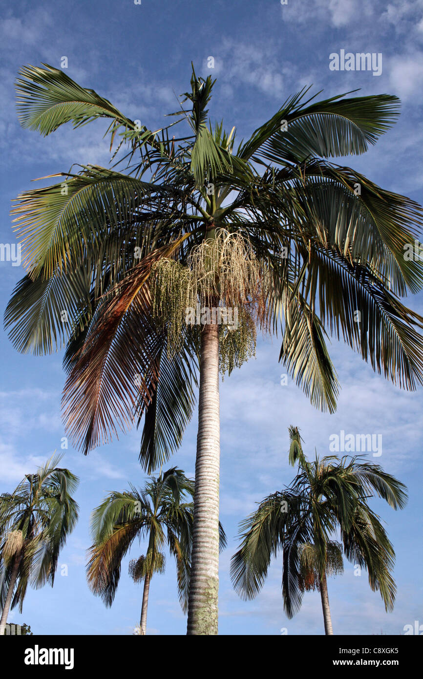 Tropical Palm Trees On Bali Stock Photo