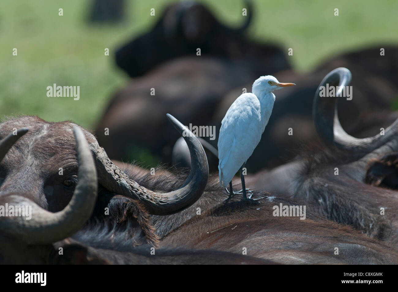 Cattle Egret Bubulcus ibis on Cape Buffalo Lake Nakuru Kenya Stock Photo