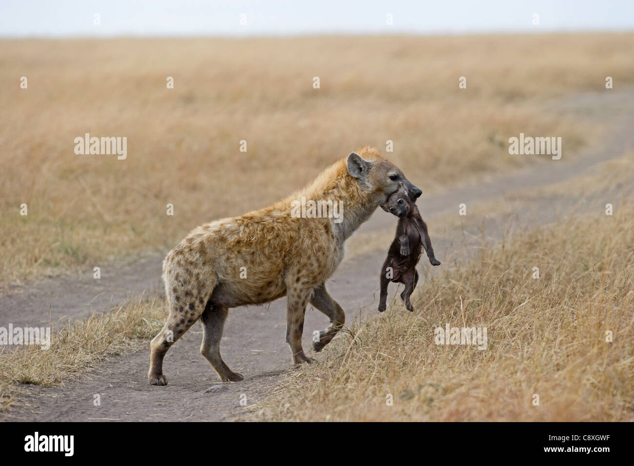 Spotted Hyena Crocuta crocuta with young pup Masai Mara Kenya Stock Photo