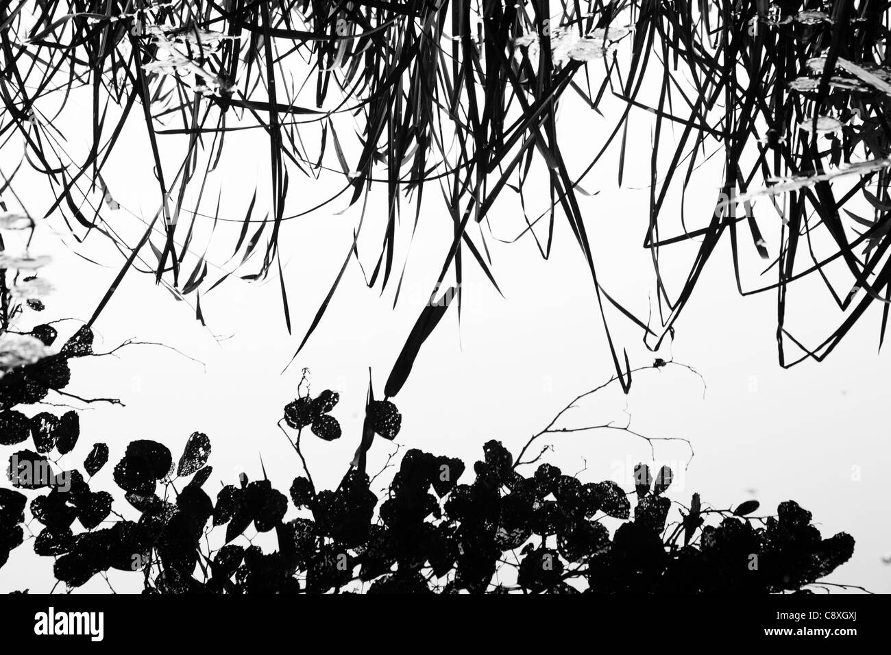 Reflections of water Black and White Stock Photos & Images - Alamy
