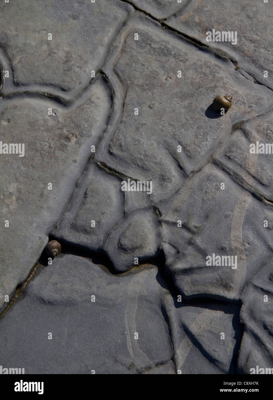 Strange Patterns On Rocks Snails on a rock with strange patterns on Kilve beach in Somerset Stock ...