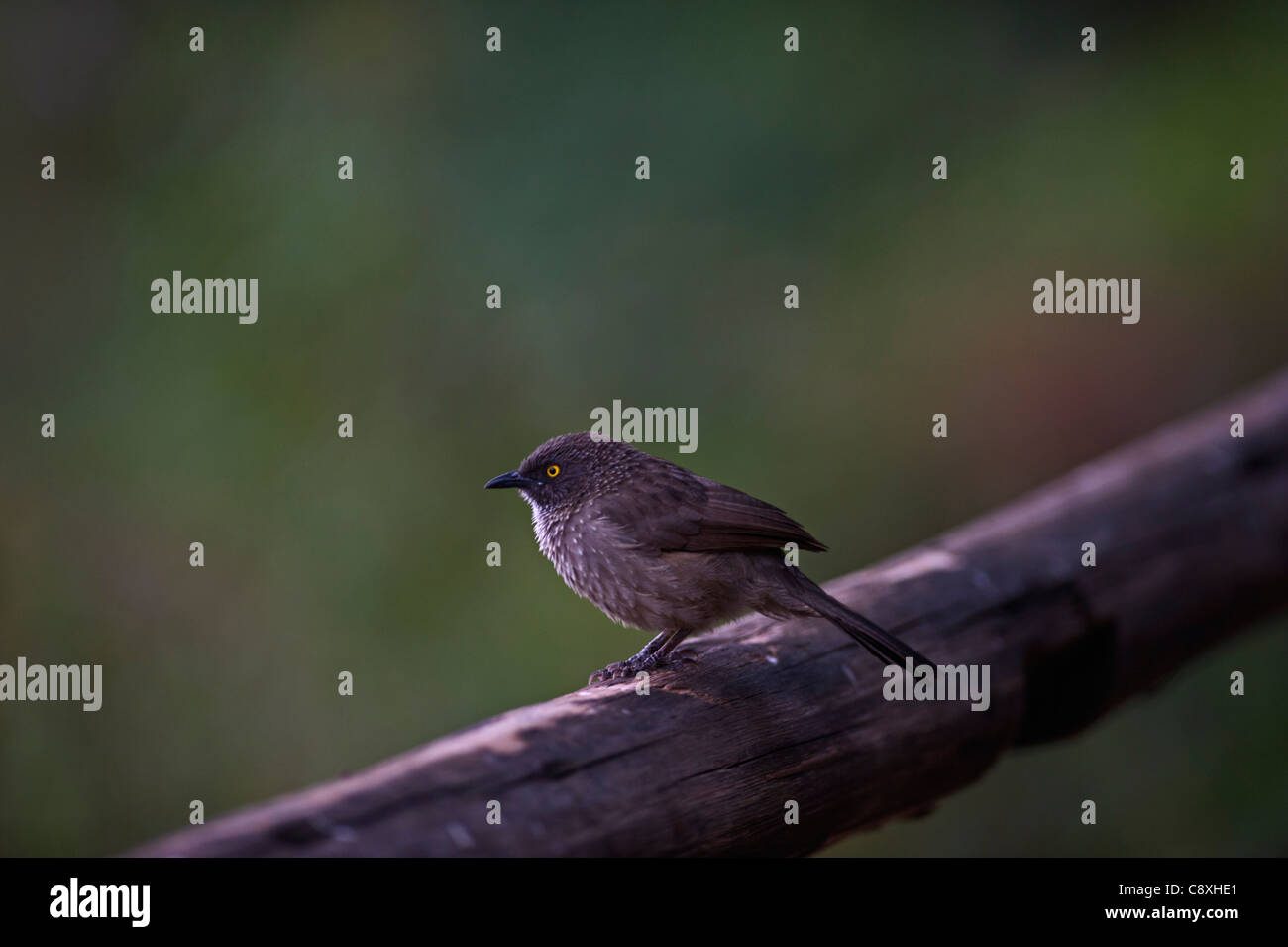 Arrow-marked Babbler Turdoides jardinell Masai Mara Kenya Stock Photo