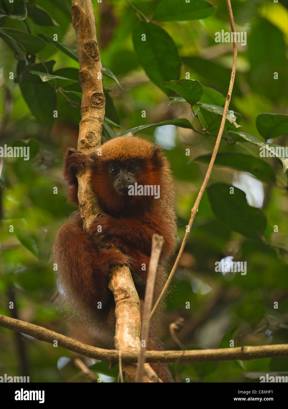 Dusky Titi Monkey Peruvian Amazon nr Tambopata Peru Stock Photo