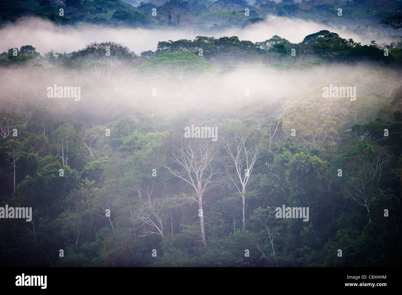 Primary lowland tropical rainforest at dawn Tambopata Amazon Peru Stock Photo