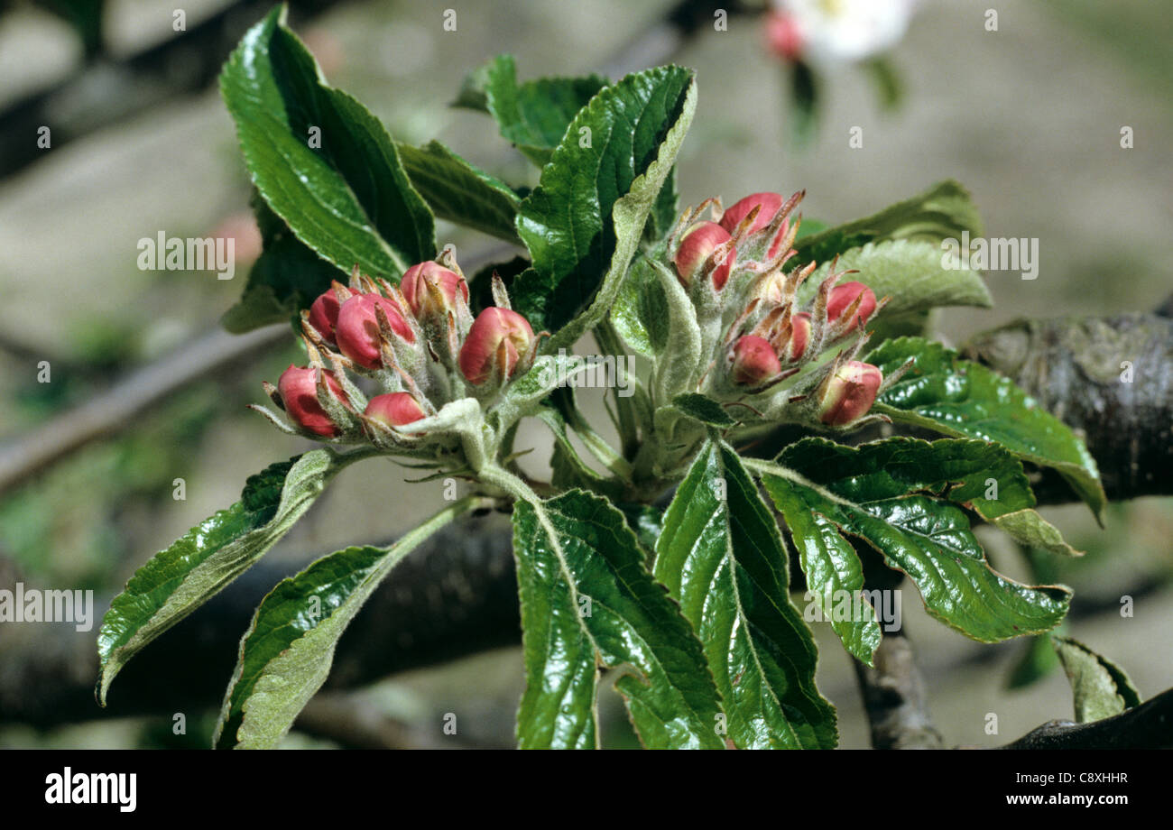 Apple flower buds at the pink bud stage Stock Photo Alamy