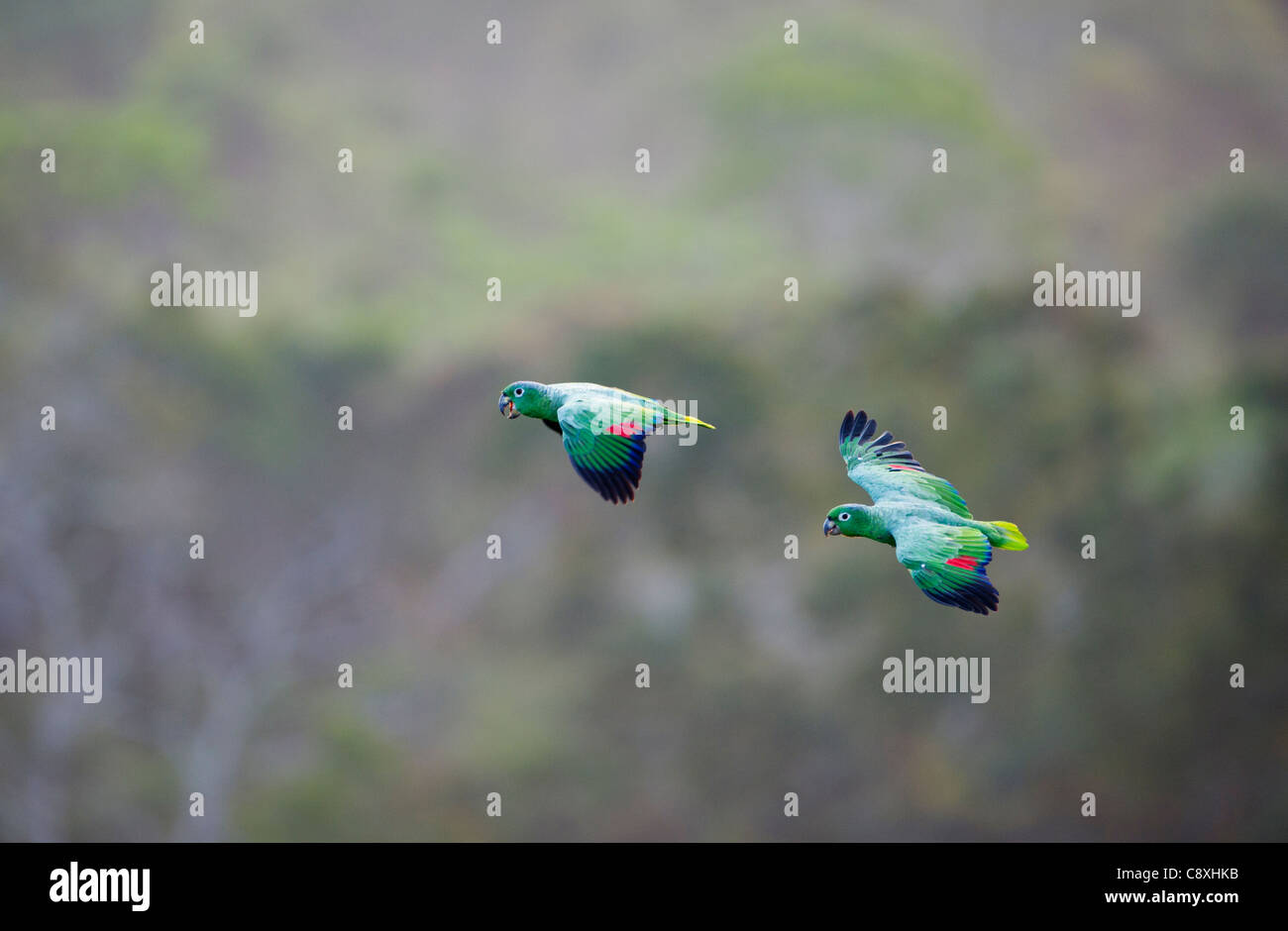 Mealy Parrot Amazona farinosa flying above the canopy of the Amazon Rainforest Tambopata Peru Stock Photo