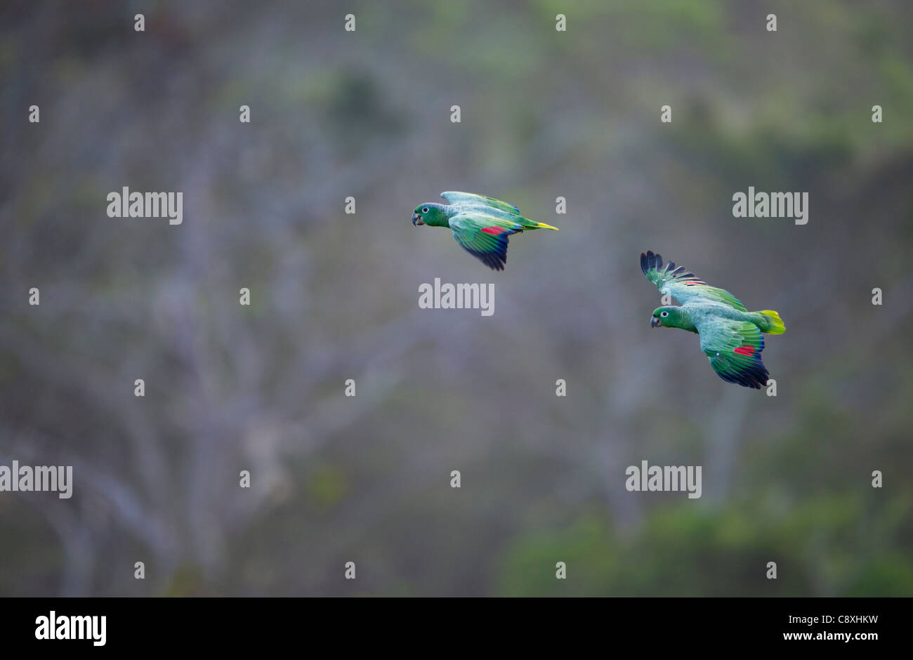Mealy Parrot Amazona farinosa flying above rainforest Peruvian Amazon near Tambopata Stock Photo