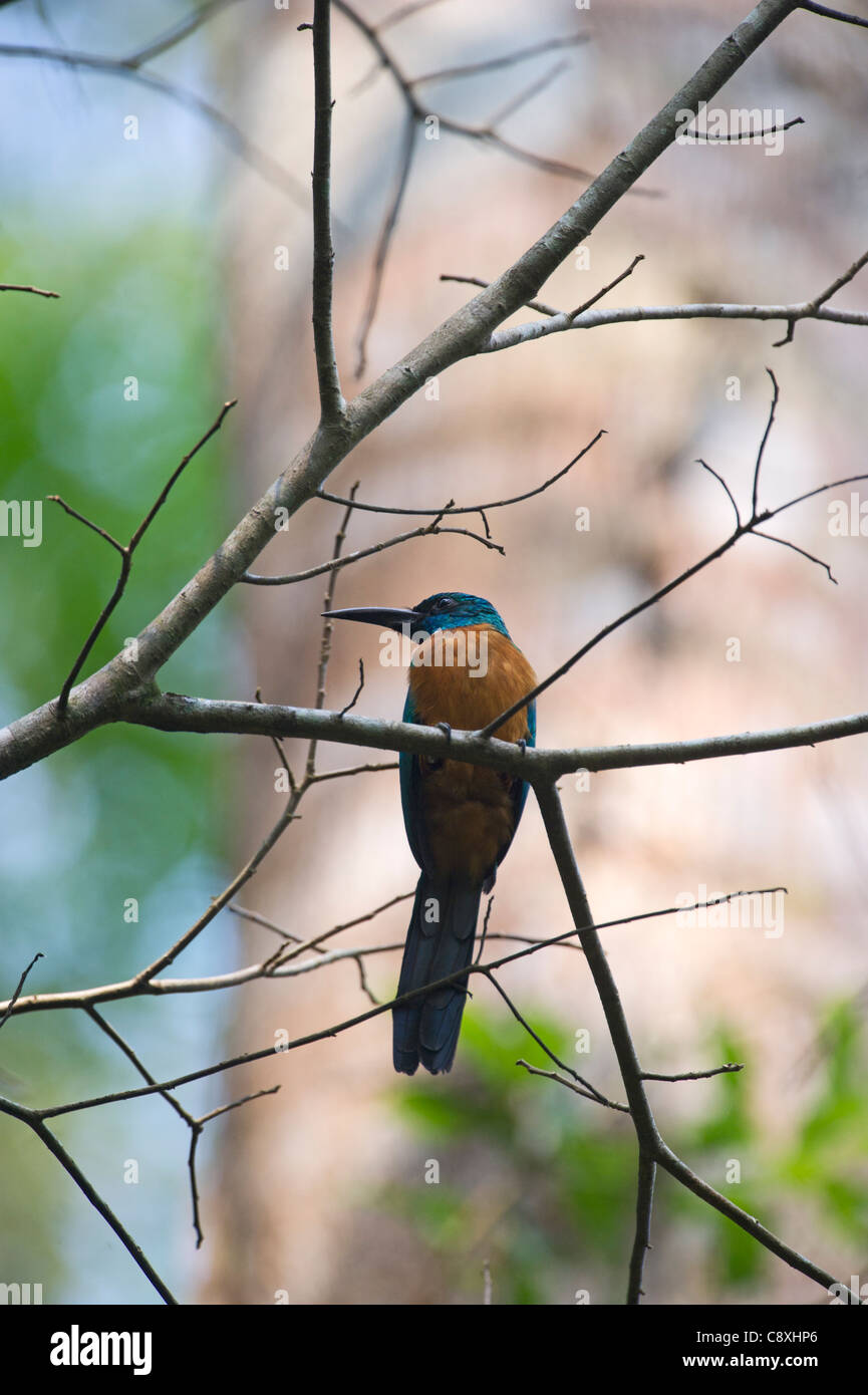 Jacamerops aureus hires stock photography and images Alamy