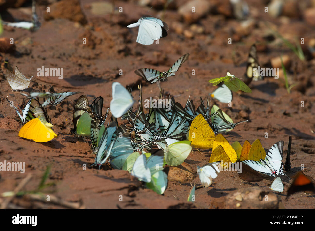 Butterflies on banks of river at Tambopata attracted to salts Peruvian Amazon Stock Photo