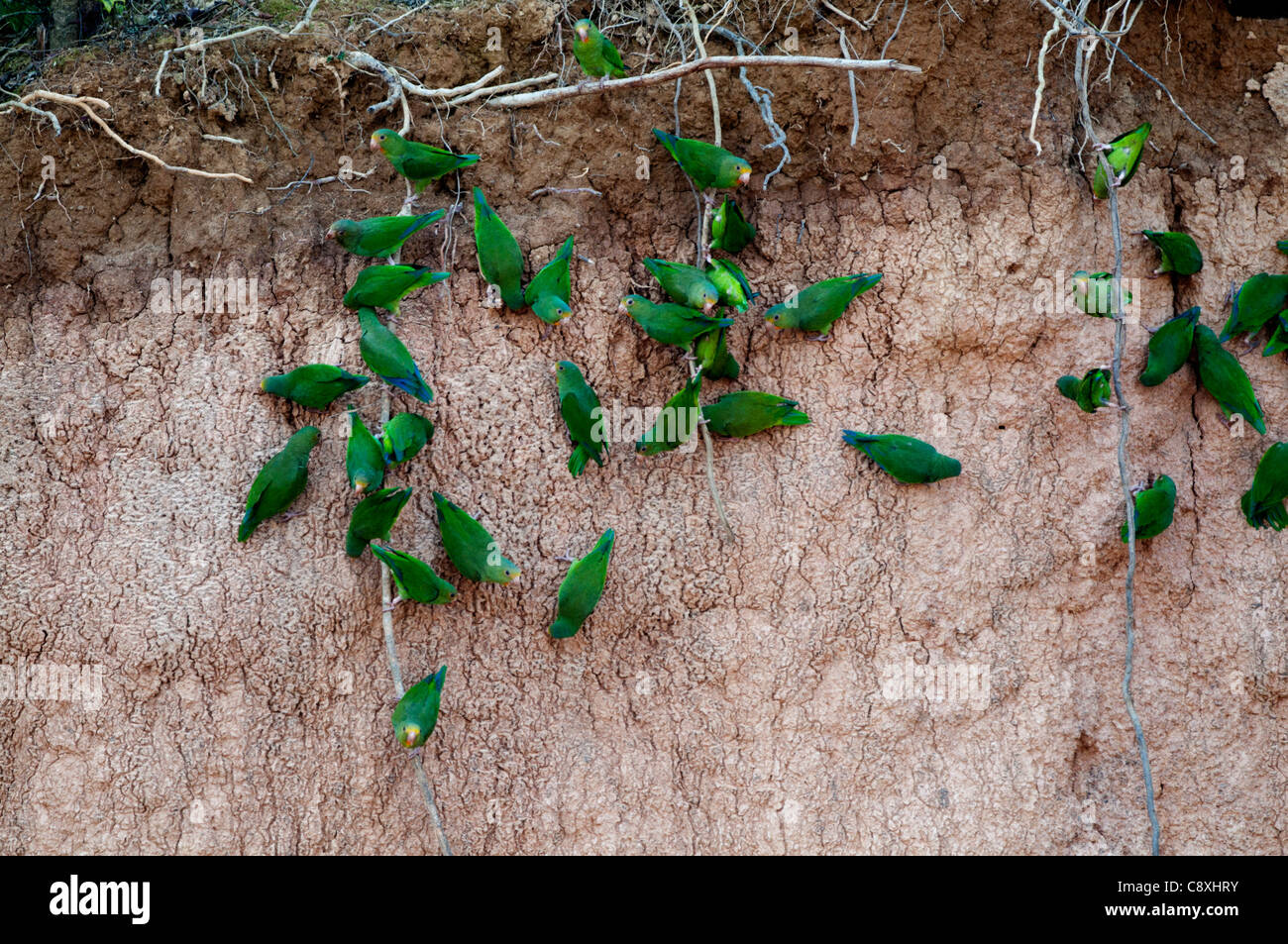 Cobalt-winged Parakeets Brotogeris cyanoptera at clay lick on Tambopata River Peruvian Amazon Stock Photo