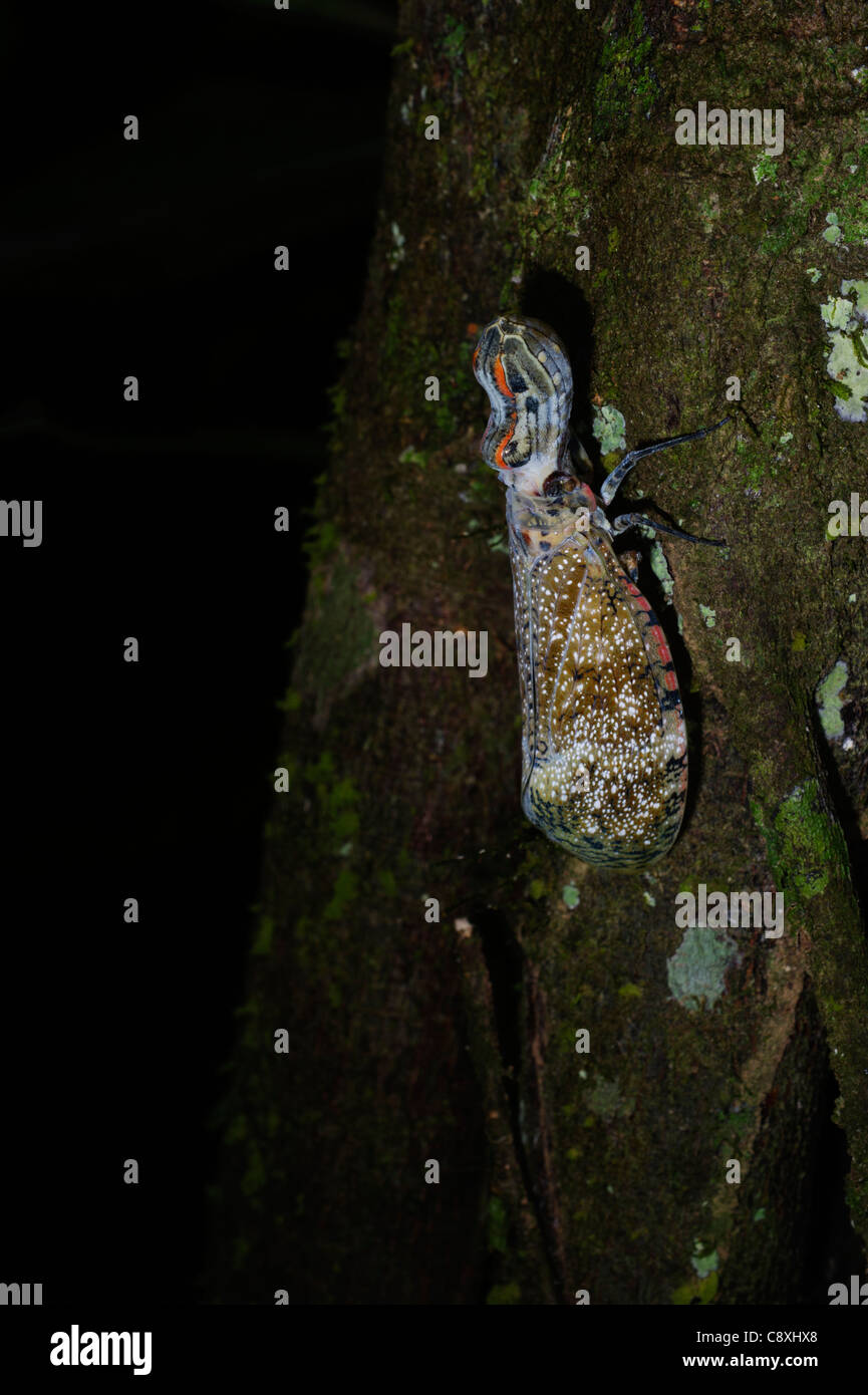 Lantern Fly (Alligator Bug) Fulgora laternaria Tambopata Amazon Peru Stock Photo