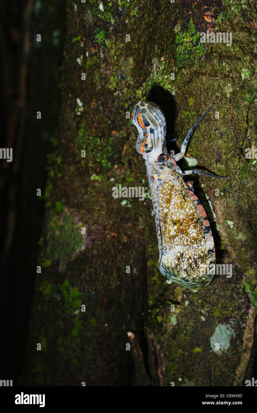Lantern Fly (Alligator Bug) Fulgora laternaria Tambopata Amazon Peru Stock Photo