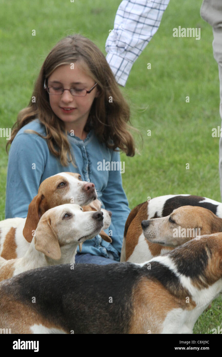 Beagles Stock Photo