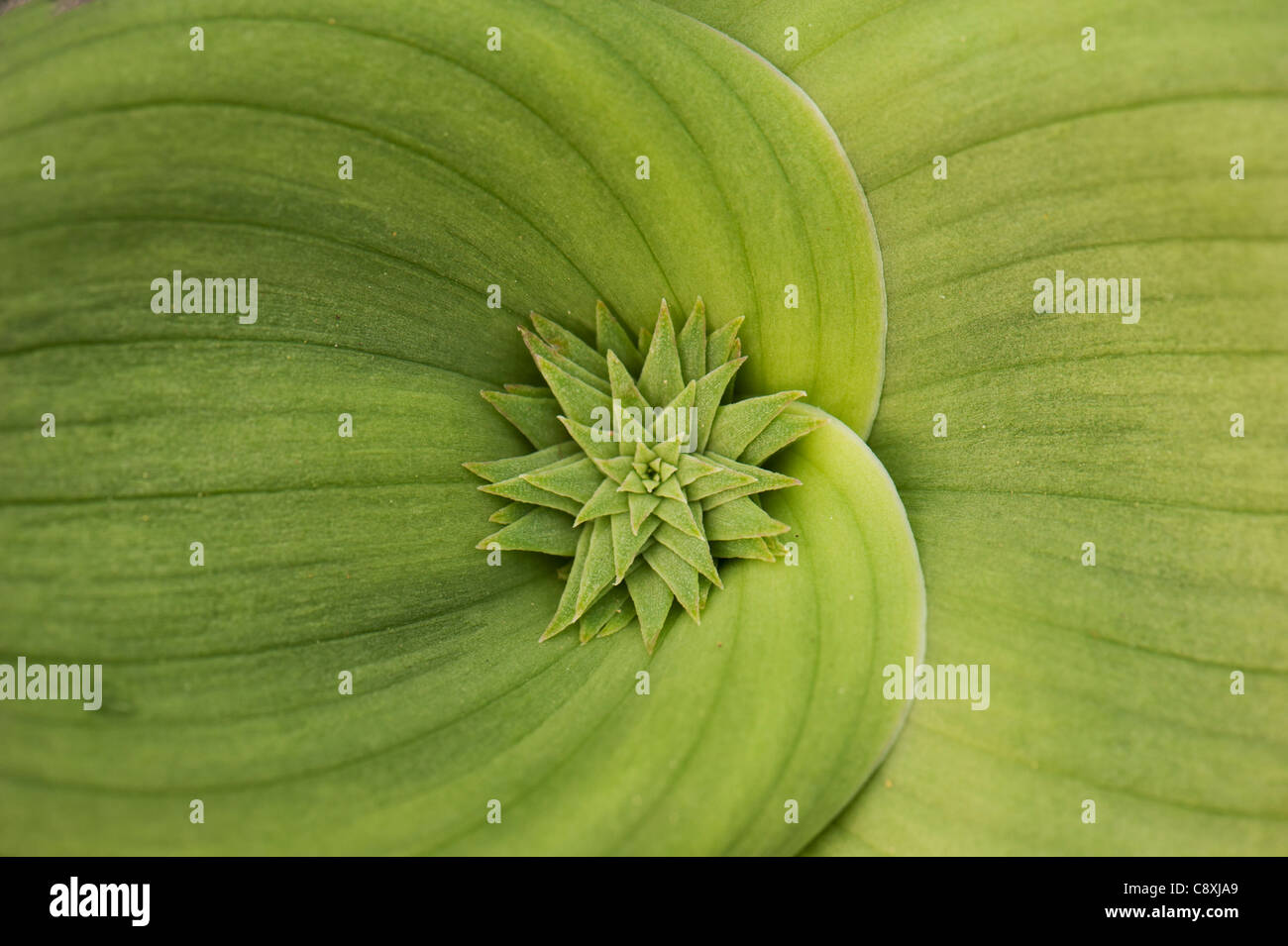 Massonia bifolia leaves, in cultivation, Surrey, UK Stock Photo - Alamy