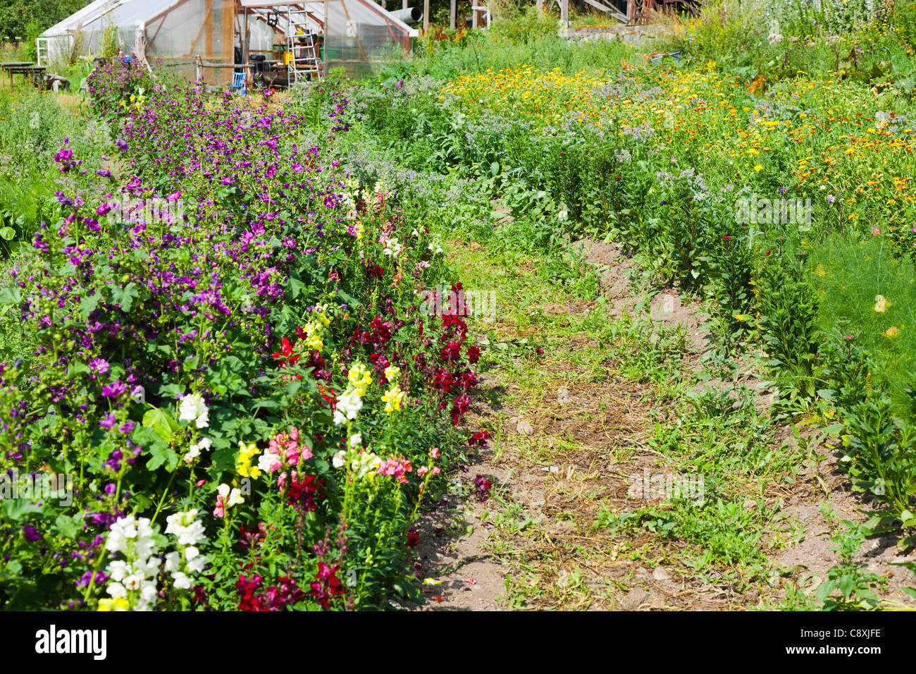 Garden path summer flowers hi-res stock photography and images - Alamy