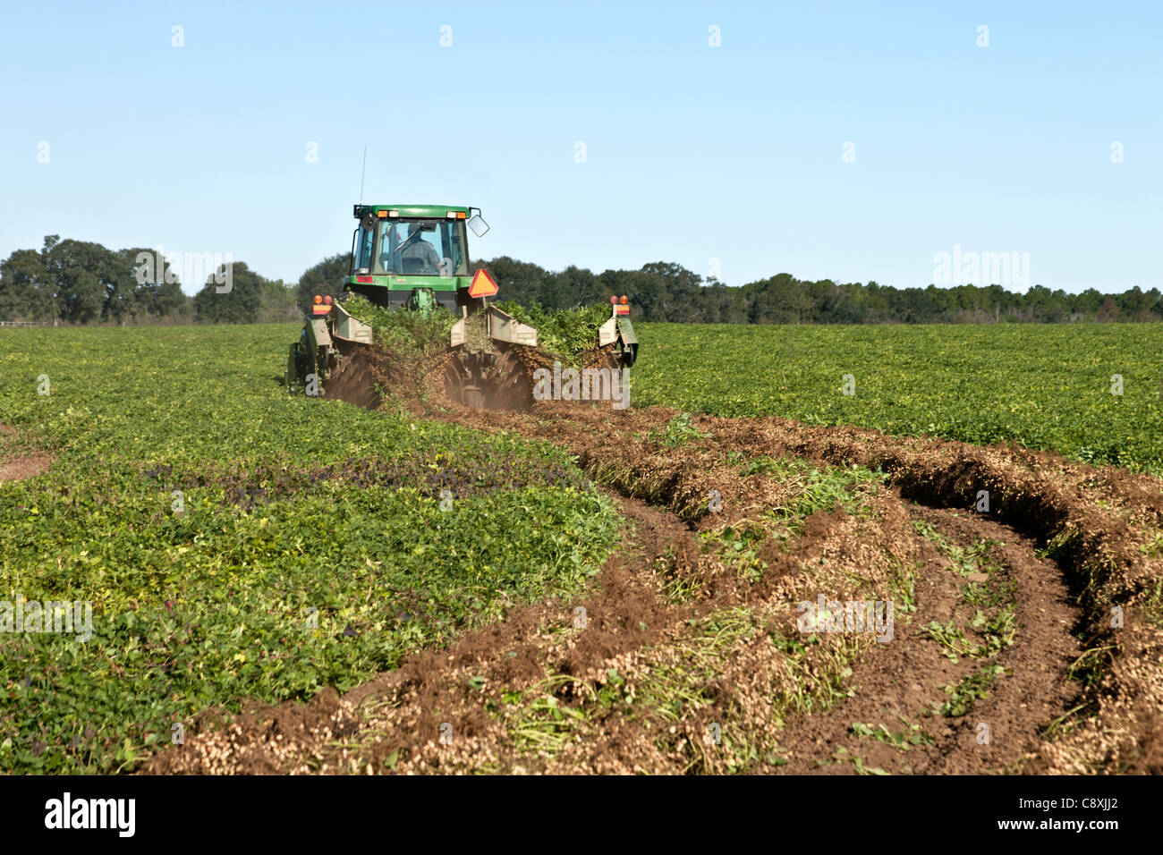 Peanut harvest, John Deere tractor inverting peanut crop. Stock Photo