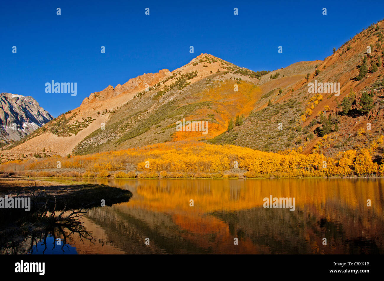 California Fall Color in the Eastern Sierra. Stock Photo