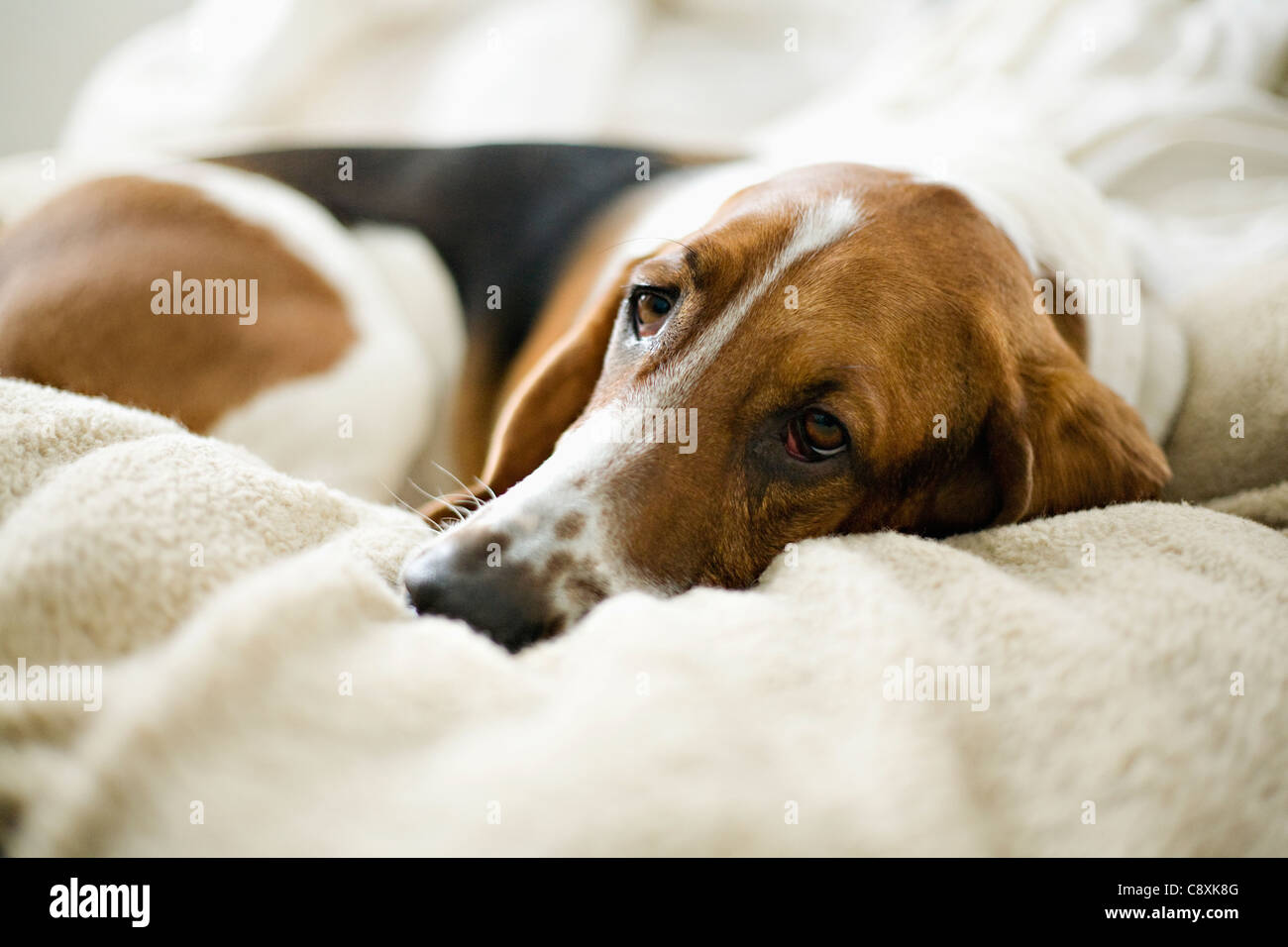 USA, Illinois, Washington, Bassett Hound lying on bed Stock Photo