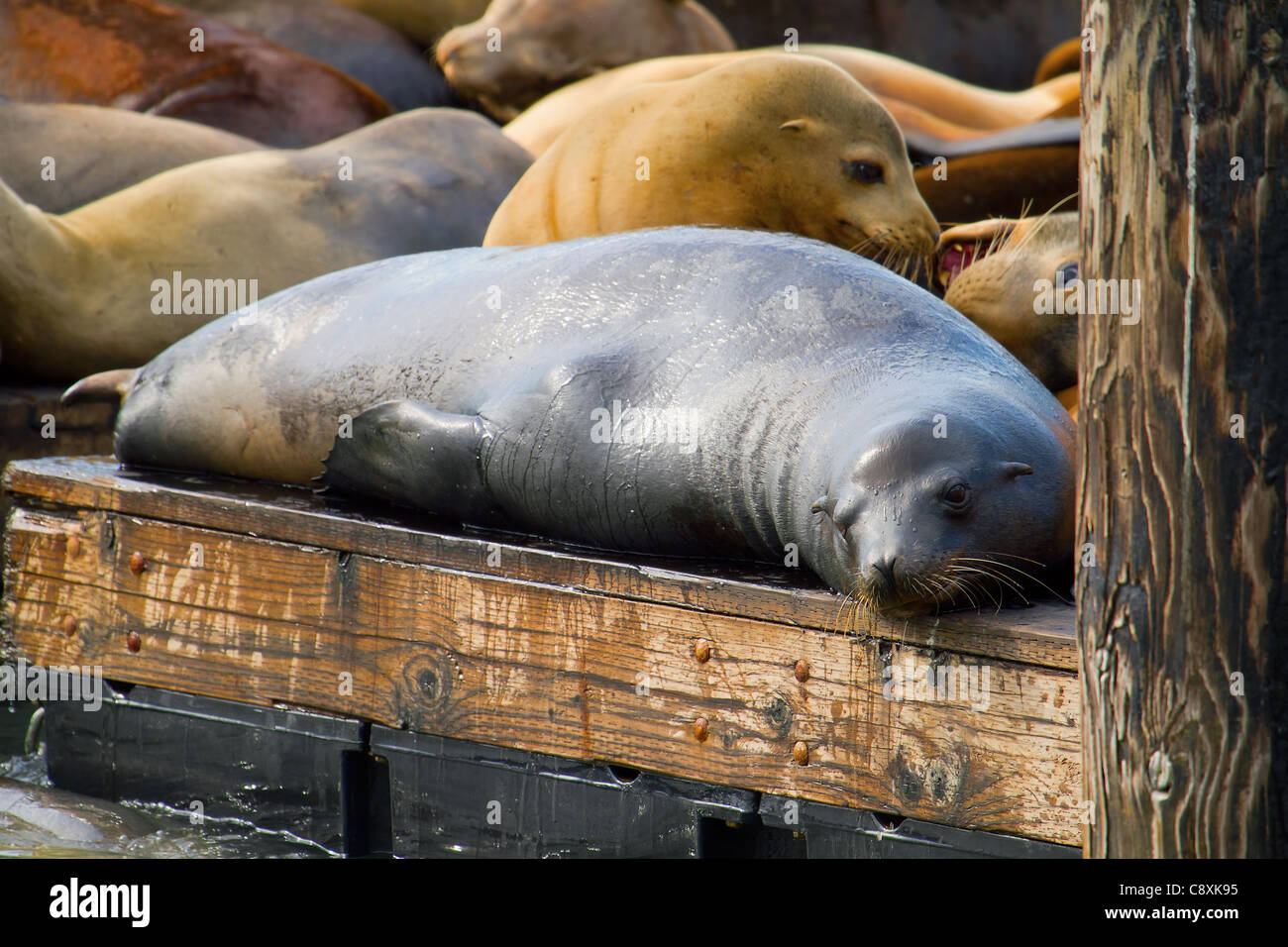 Sea Lions on the Barge at Pier 39 in San Francisco California Stock Photo