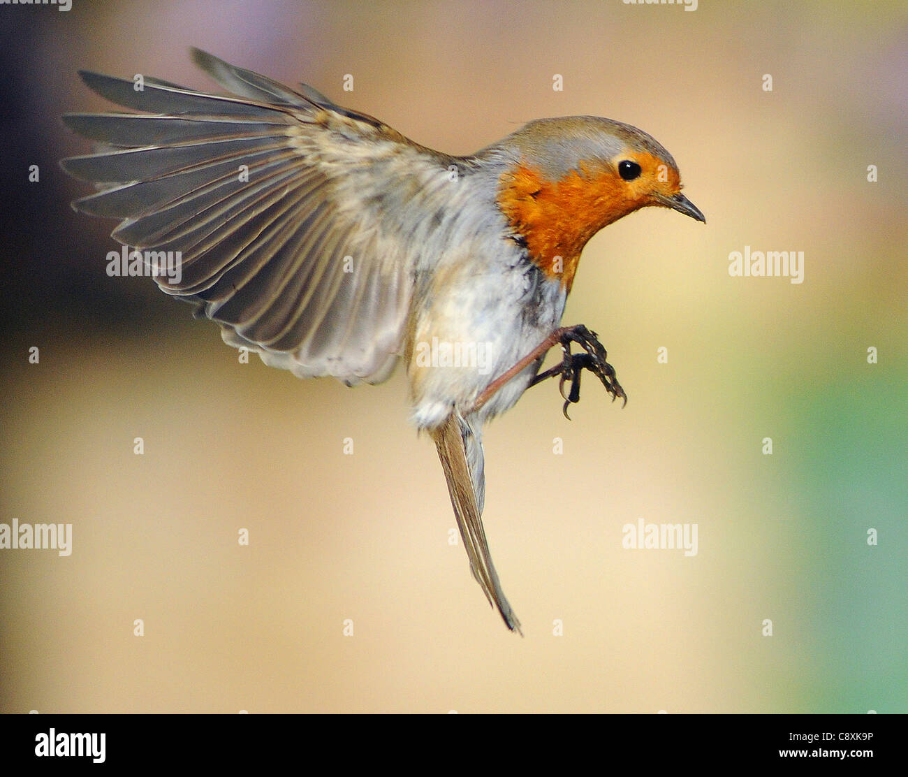 European Robin Stock Photo - Download Image Now - Robin, Bird
