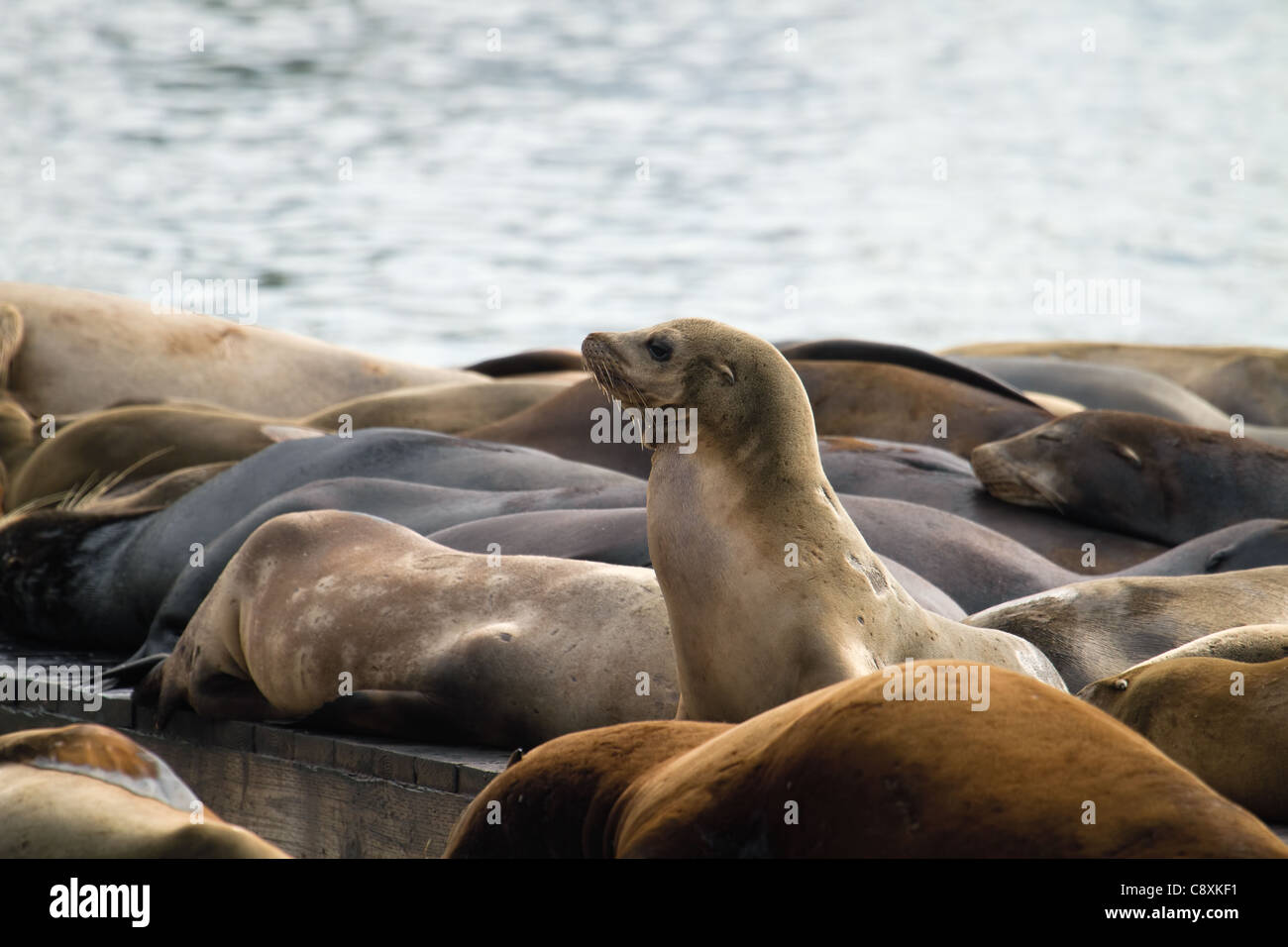 Sea Lions Sunning on Barge at Pier 39 in San Francisco California Stock Photo