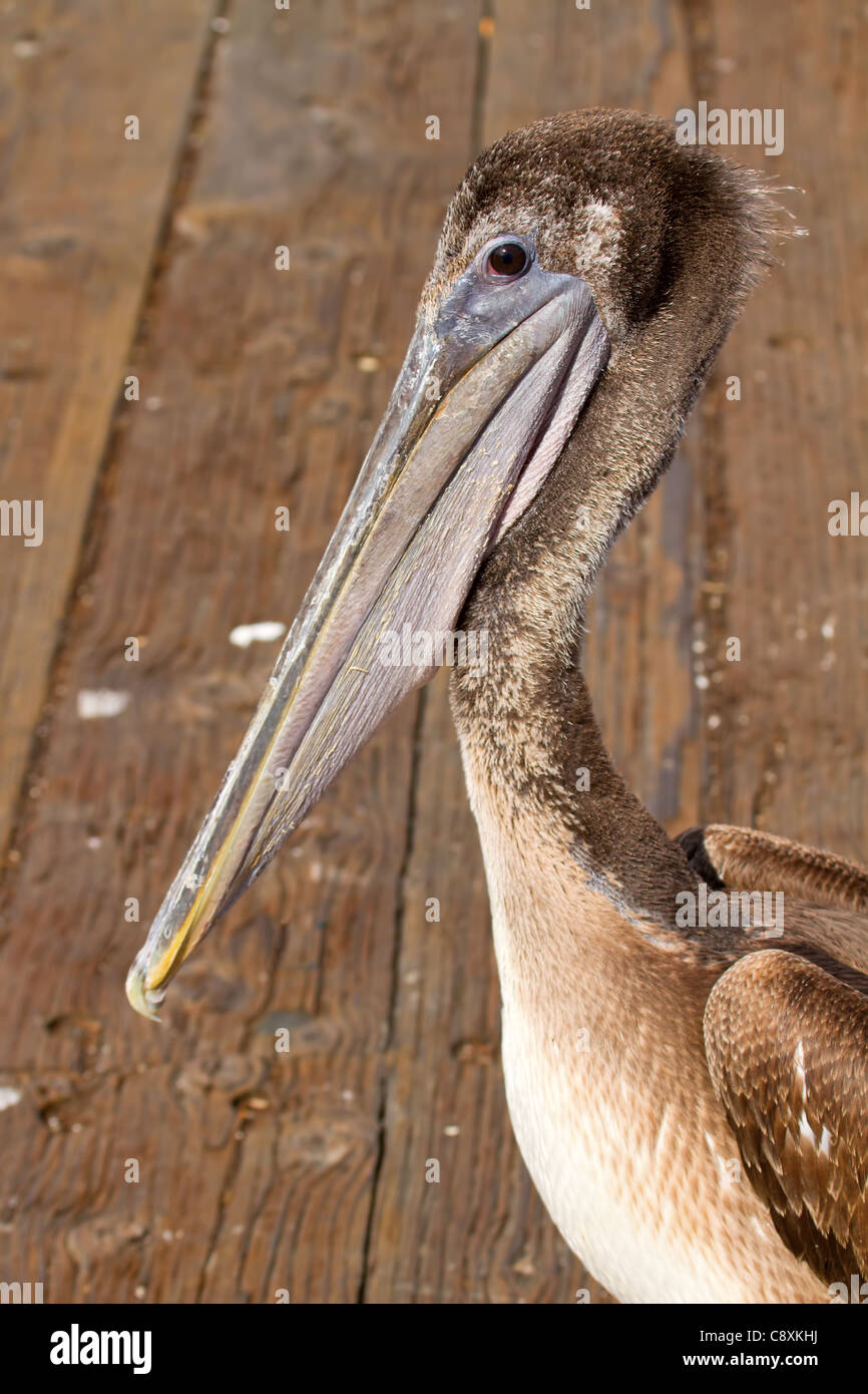 Pelican at the Pier in San Francisco Bay in California Stock Photo