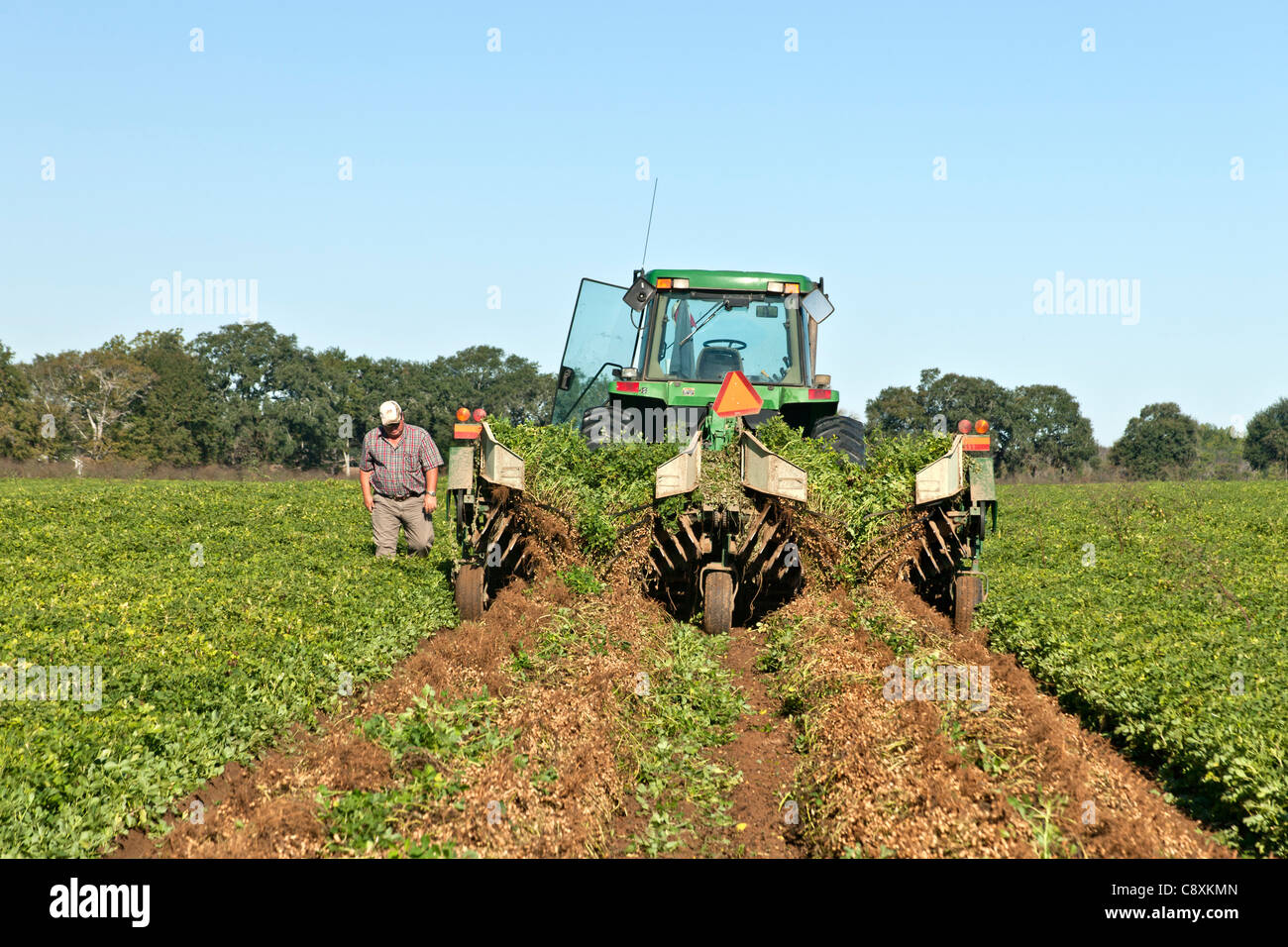 Peanut harvest, John Deere tractor inverting peanut crop 'Arachis hypogaea'. Stock Photo