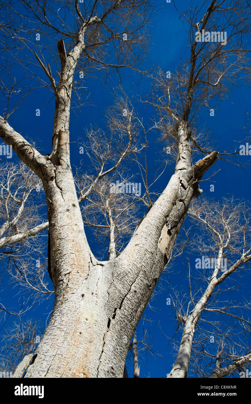 Leafless branches of a tree in Ai-Ais/Richtersveld Transfrontier National Park Namibia Stock Photo