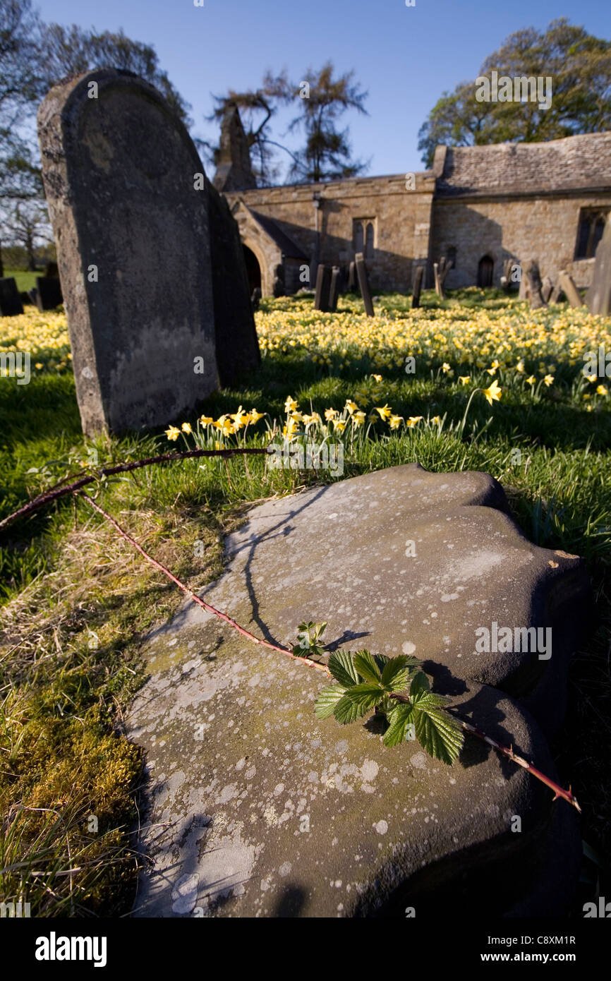 Fallen Headstone in Graveyard of St Mary Magdalene Church near Over Silton Village North Yorkshire England Stock Photo