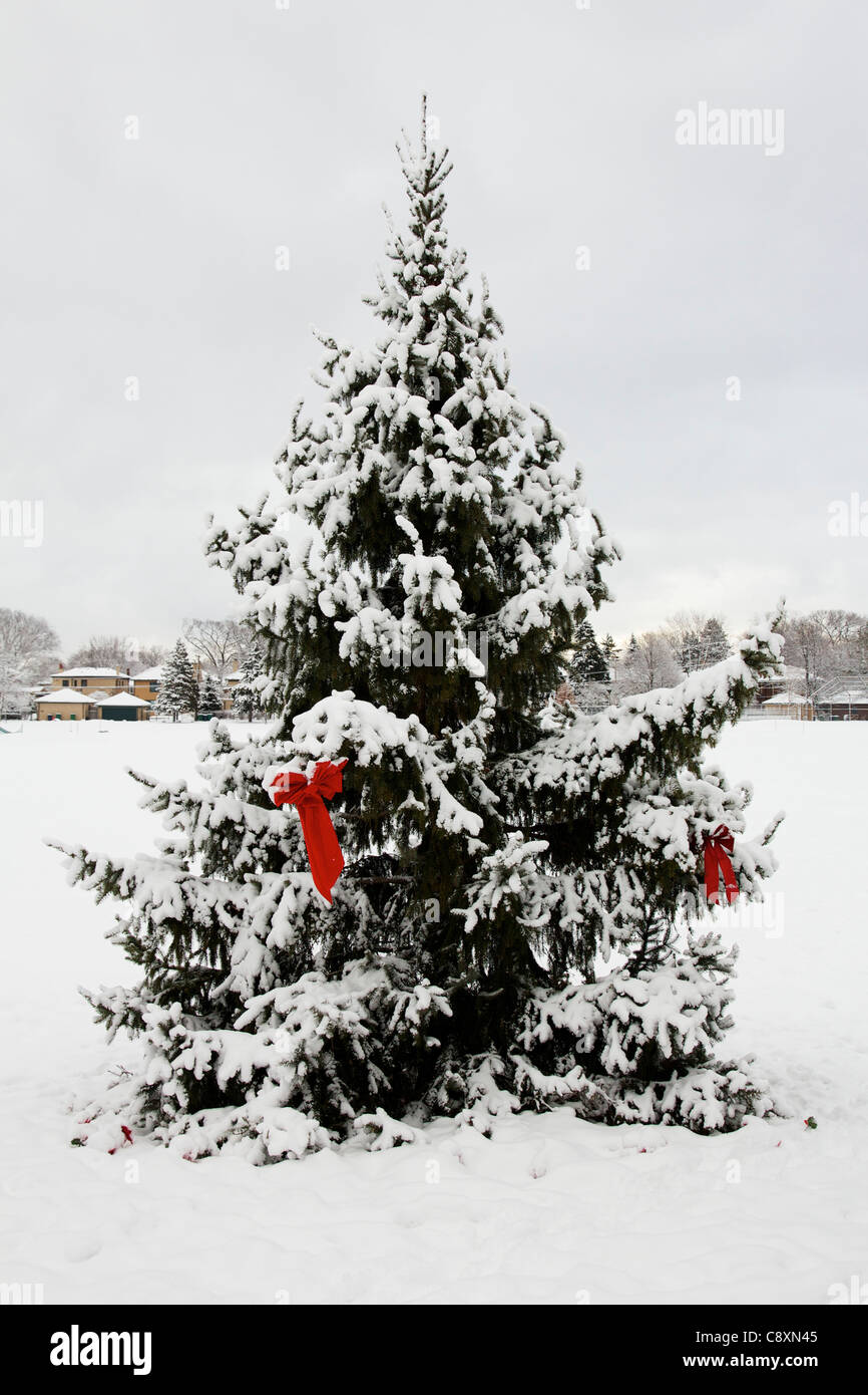Evergreen tree with red Christmas bows. Christmas morning 2010. Lindberg Park, Oak Park, Illinois. Stock Photo