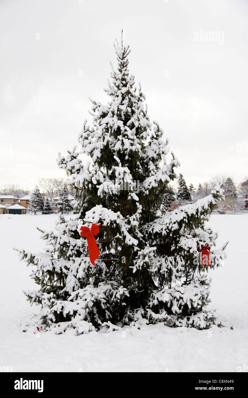 Evergreen tree with red Christmas bows. Christmas morning 2010. Lindberg Park, Oak Park, Illinois. Stock Photo