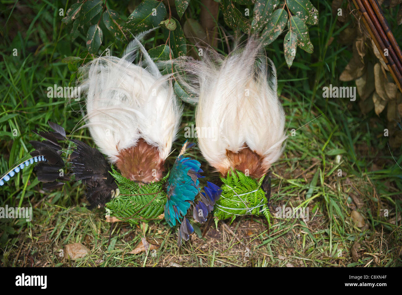 Lesser Bird of Paradise plumes for head dress at Paiya Show Western Highlands Papua New Guinea Stock Photo