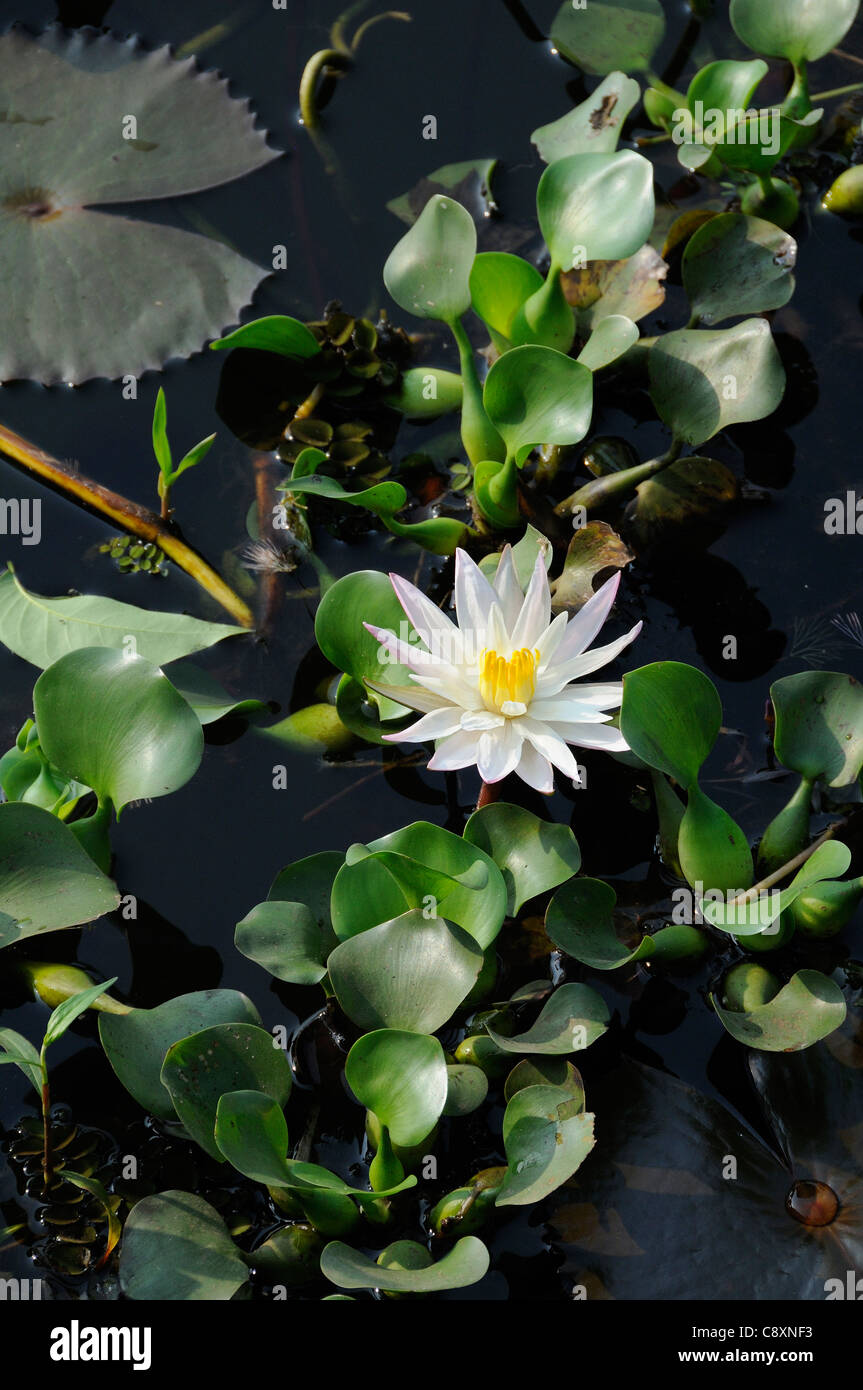 White water lily (Nymphaeceae) native to tropical Asia flowering on the Backwaters in Kerala, Southern India Stock Photo