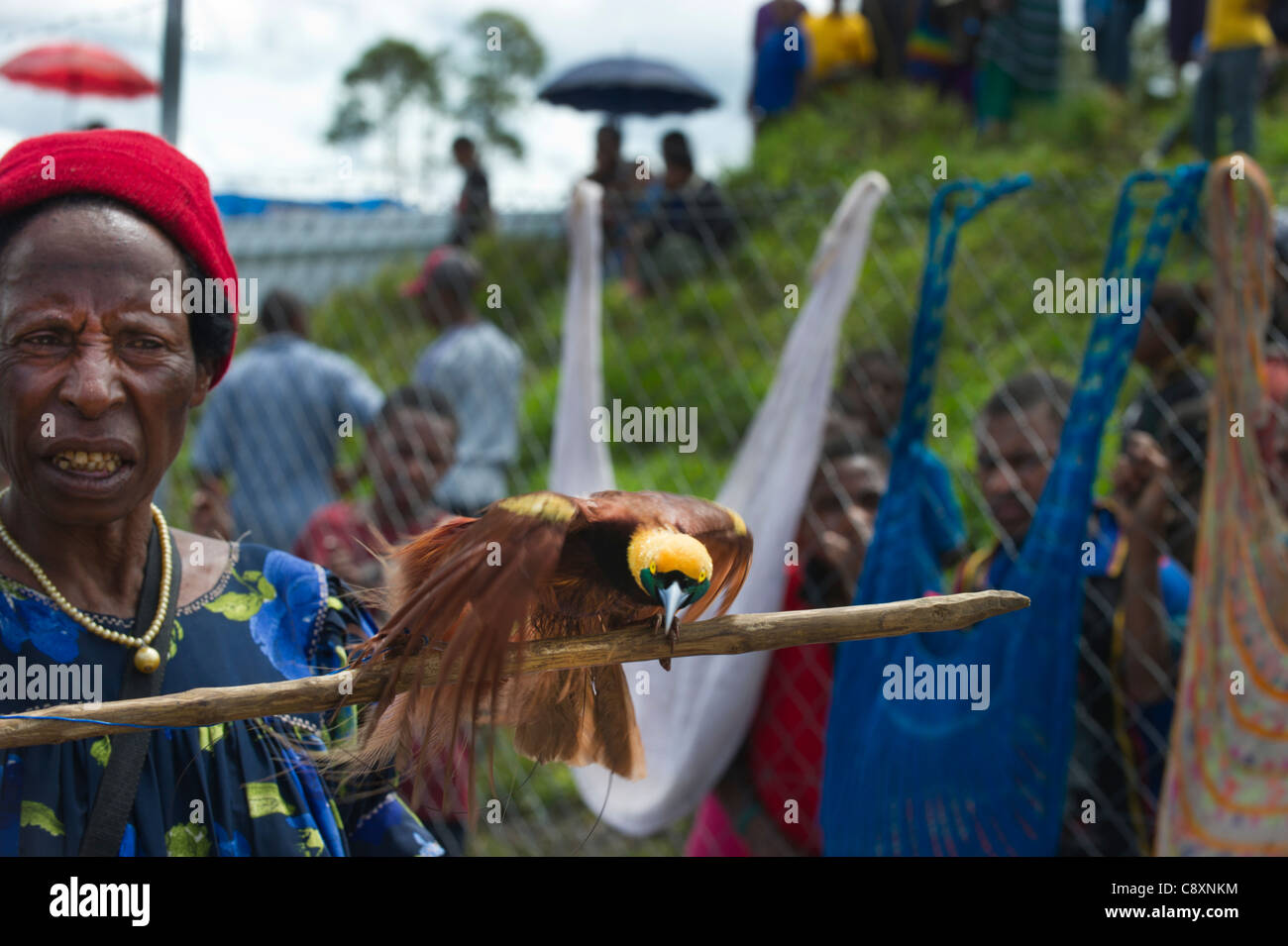 Lady in market with male Raggiana Bird of Paradise for sale Mt Hagen