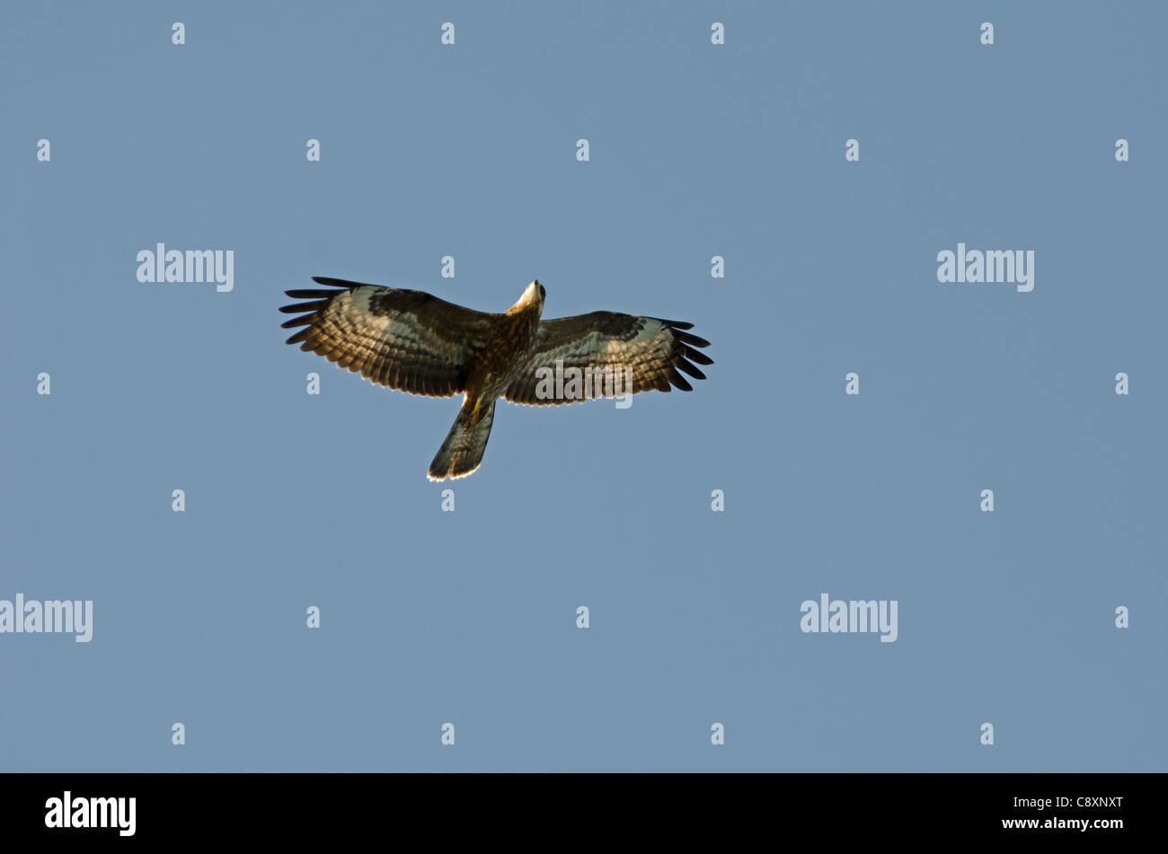 Honey Buzzard Apis pernivorus immature migrant Cyprus autumn Stock Photo