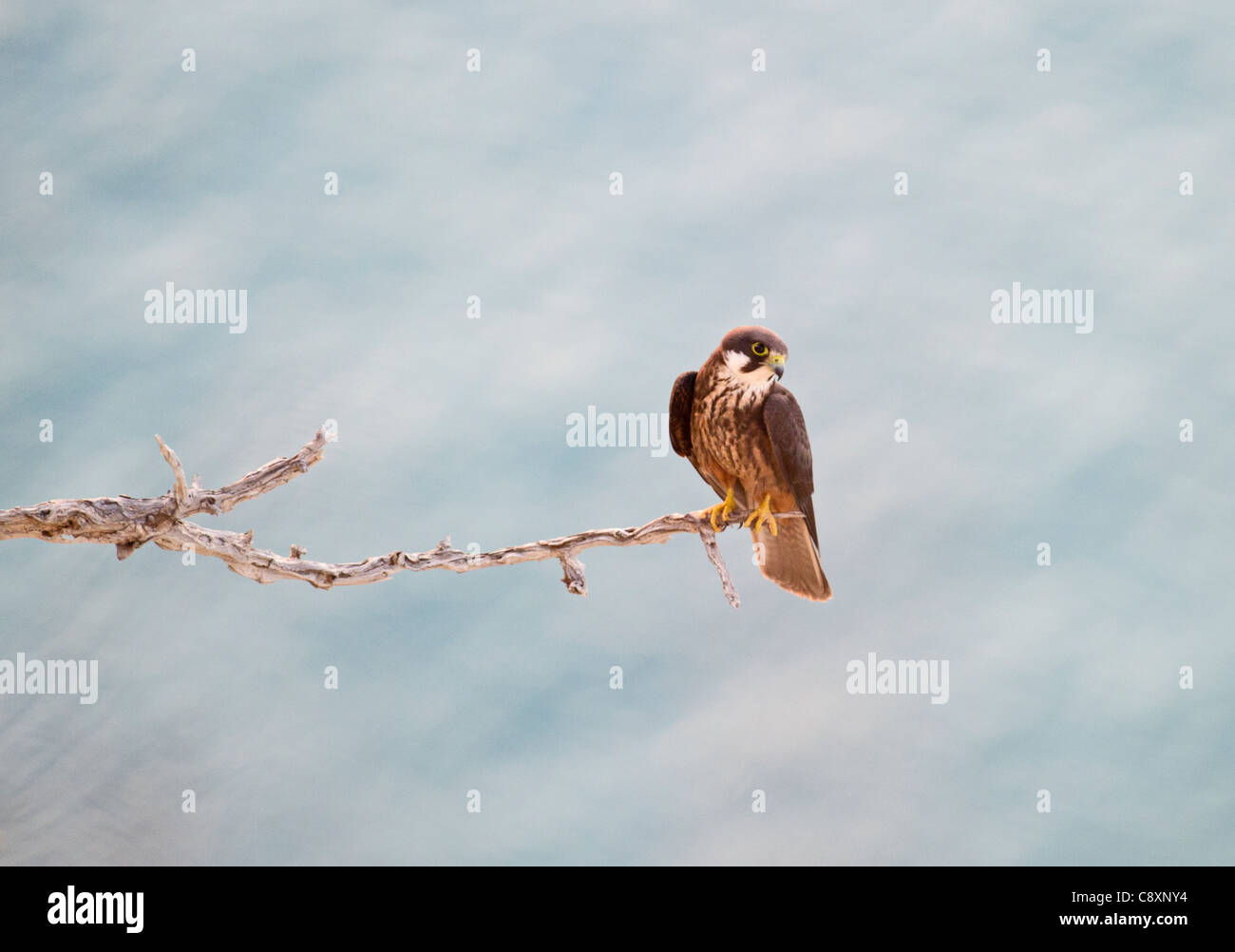 Eleonora's Falcon Falco eleonarae pale morph Cyprus autumn Stock Photo