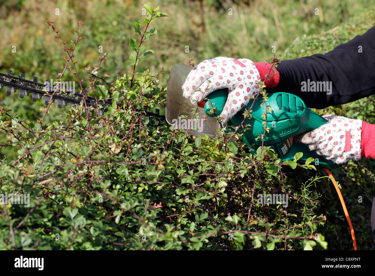 Cutting hawthorn hedge garden hires stock photography and images Alamy