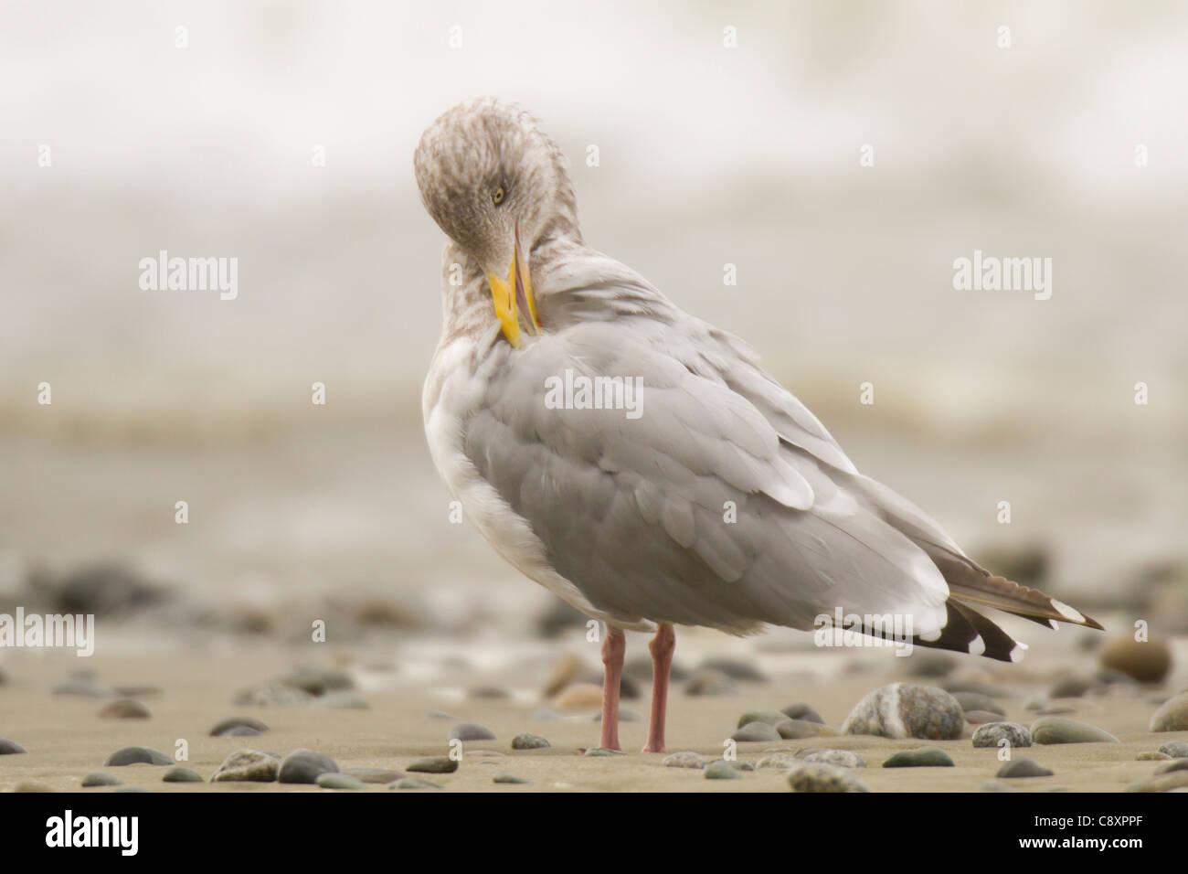 adult winter American Herring Gull preening its feathers Stock Photo