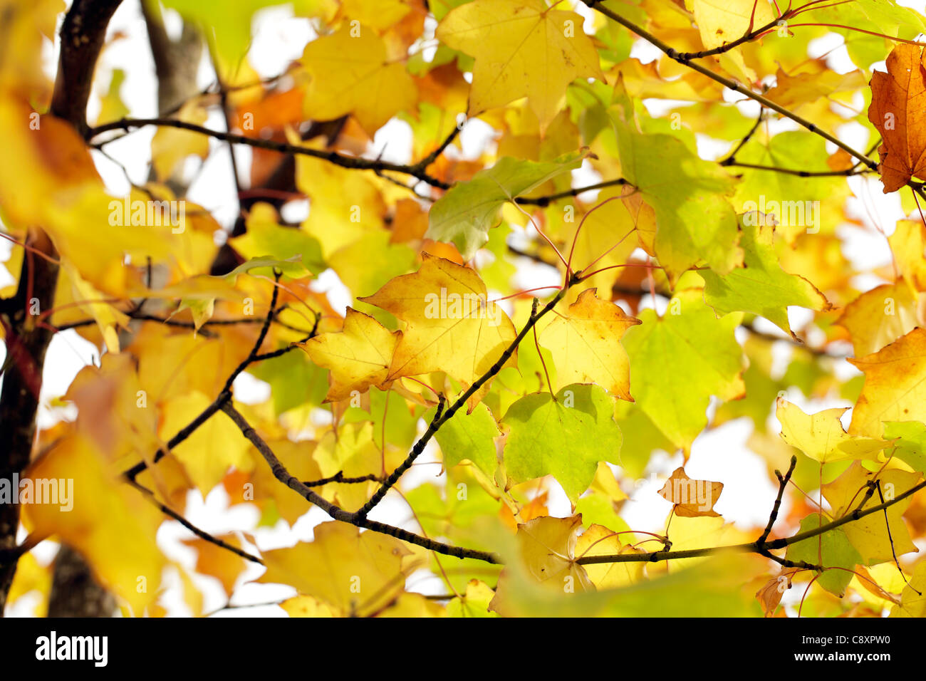 Changing autumn colours on hi-res stock photography and images - Alamy