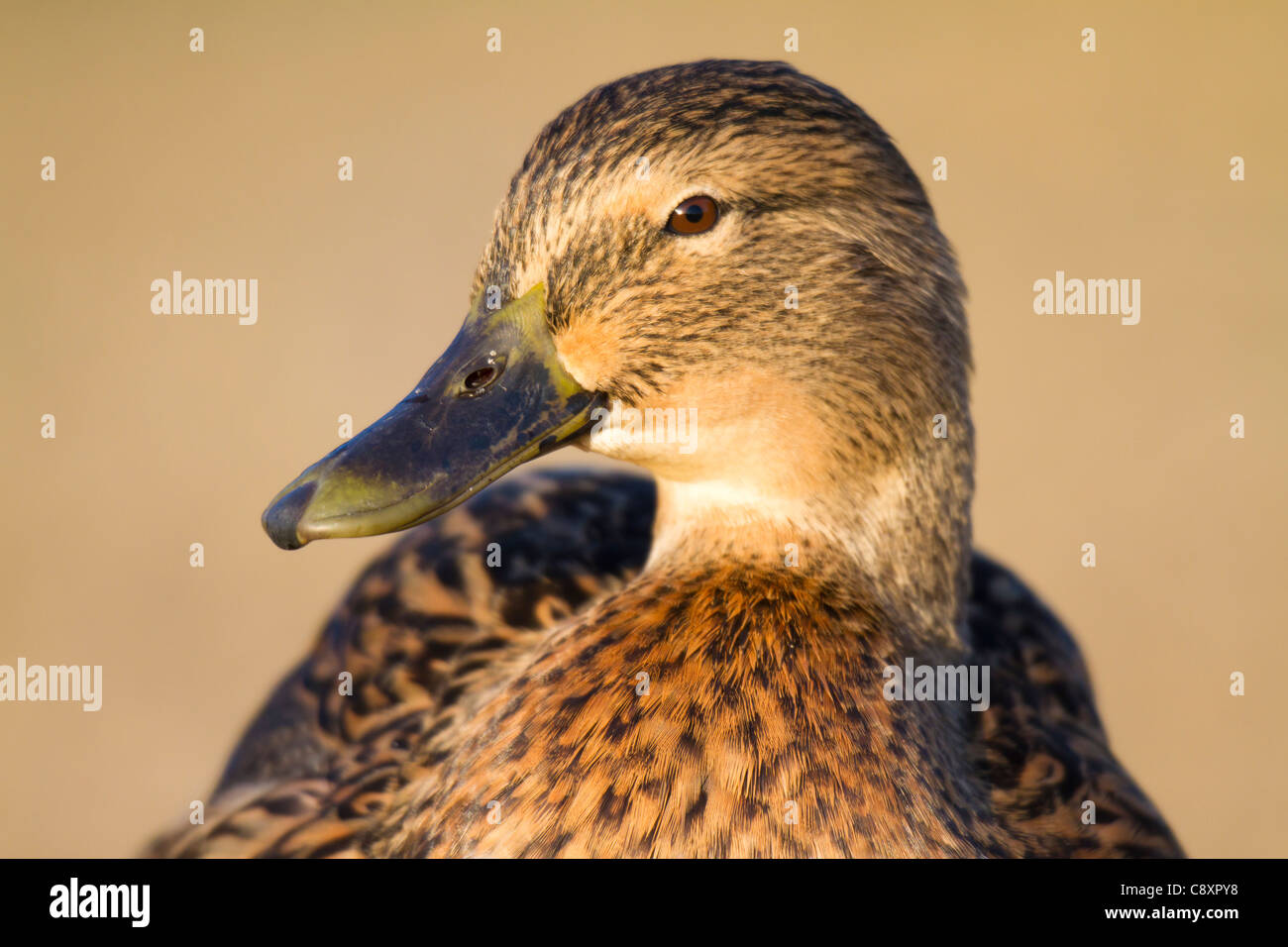 close-up of head of a female Mallard (Anas platyrhynchos) Stock Photo