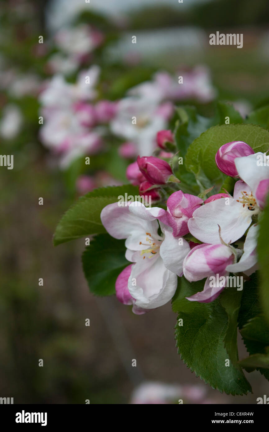 Pink and white apple blossom Stock Photo - Alamy