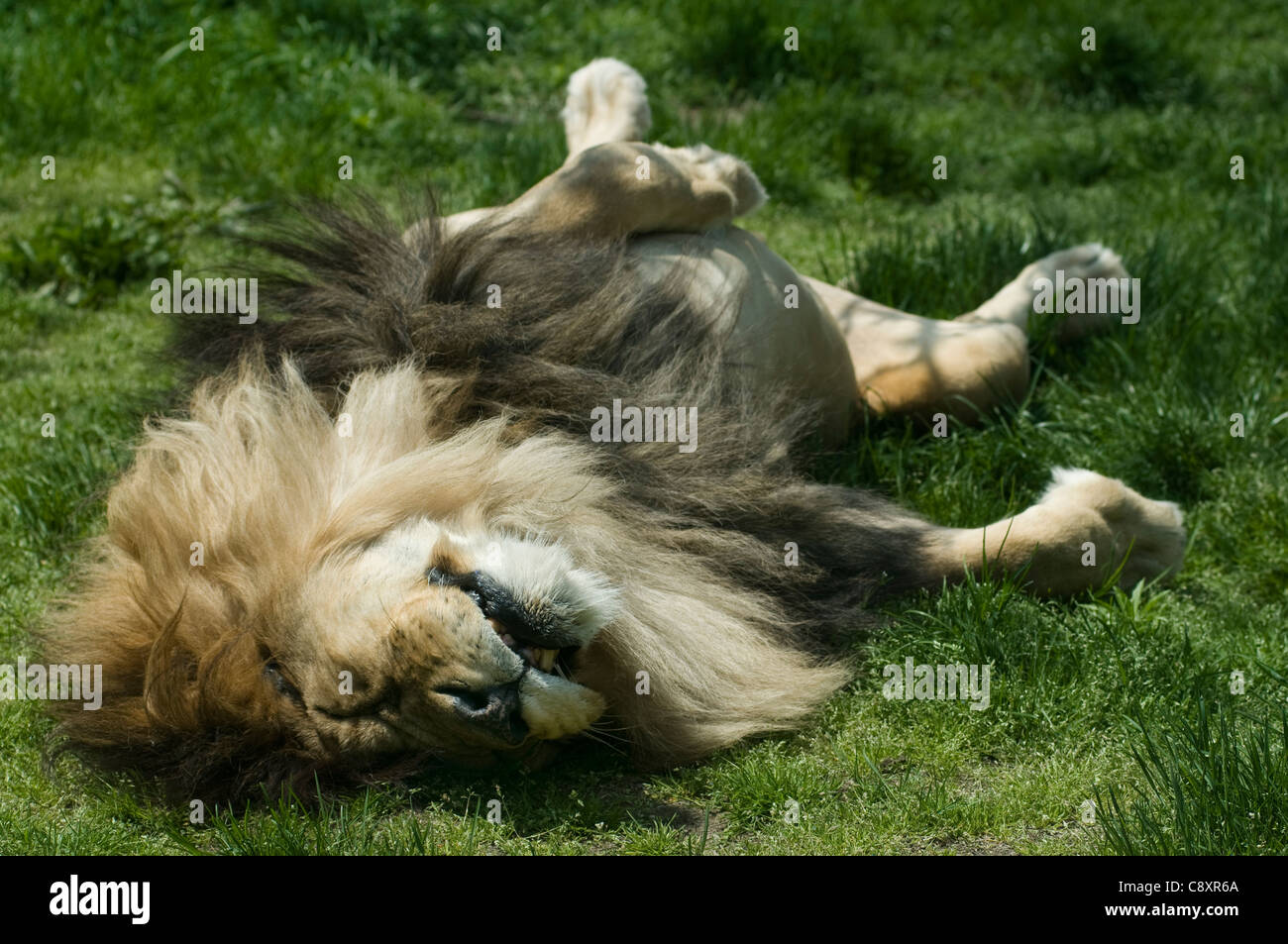 A male lion taking a nap in the sun. Stock Photo